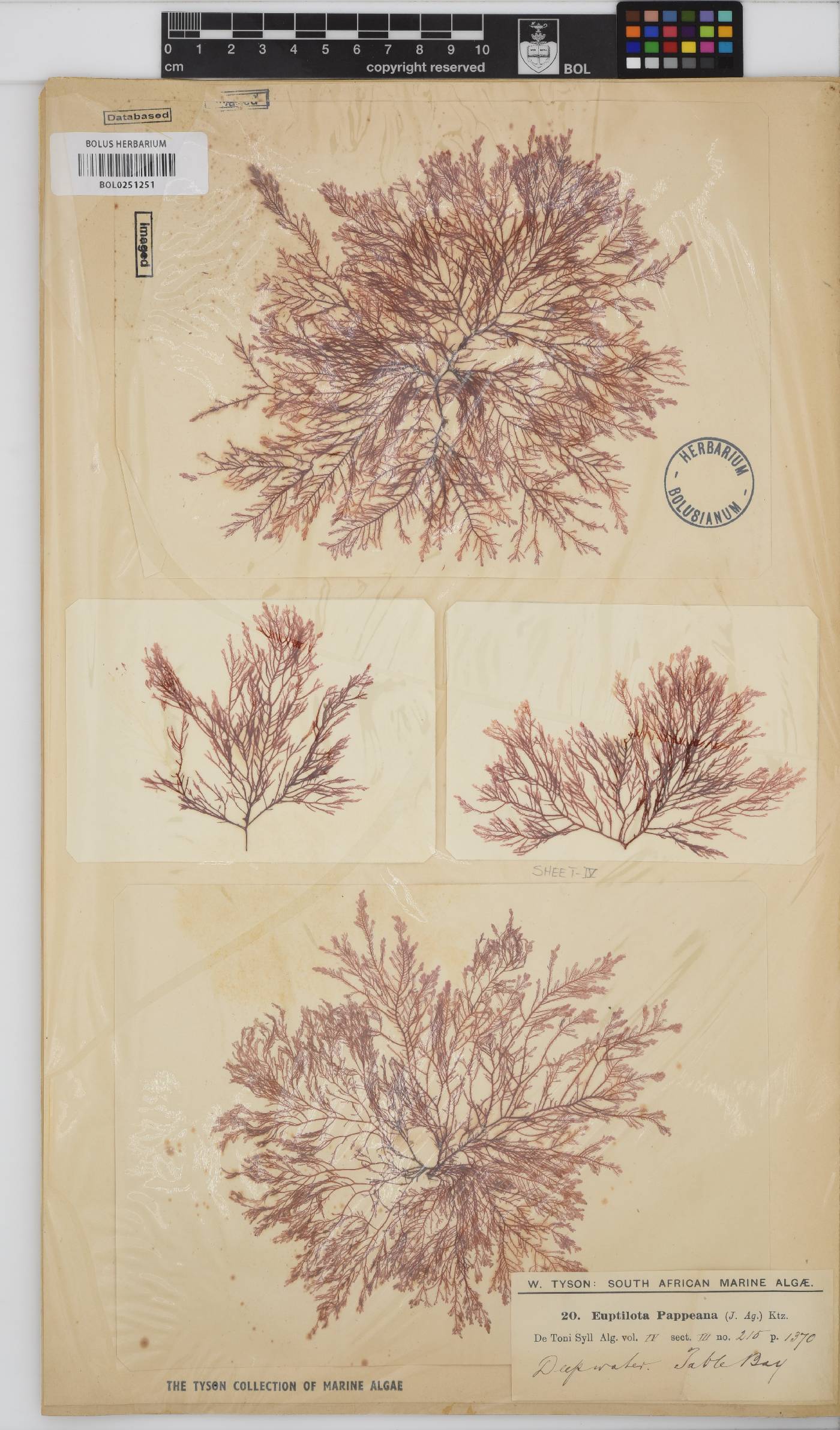 Heteroptilon pappeanum image
