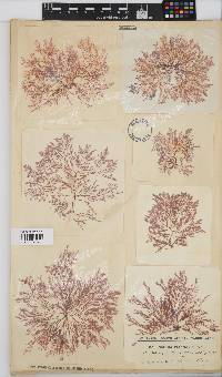 Heteroptilon pappeanum image