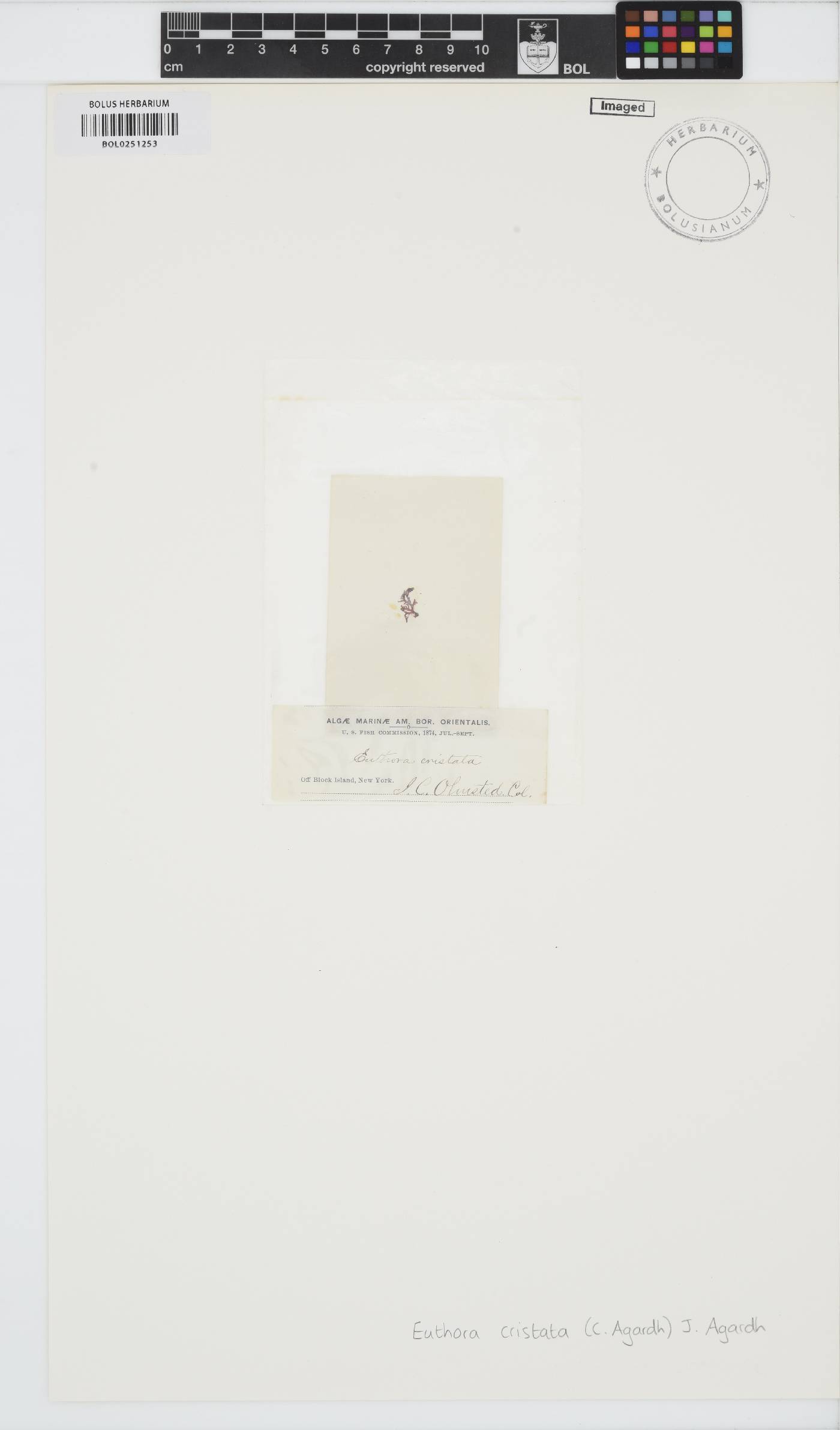 Euthora image