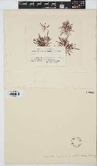 Image of Dasyclonium bipartitum