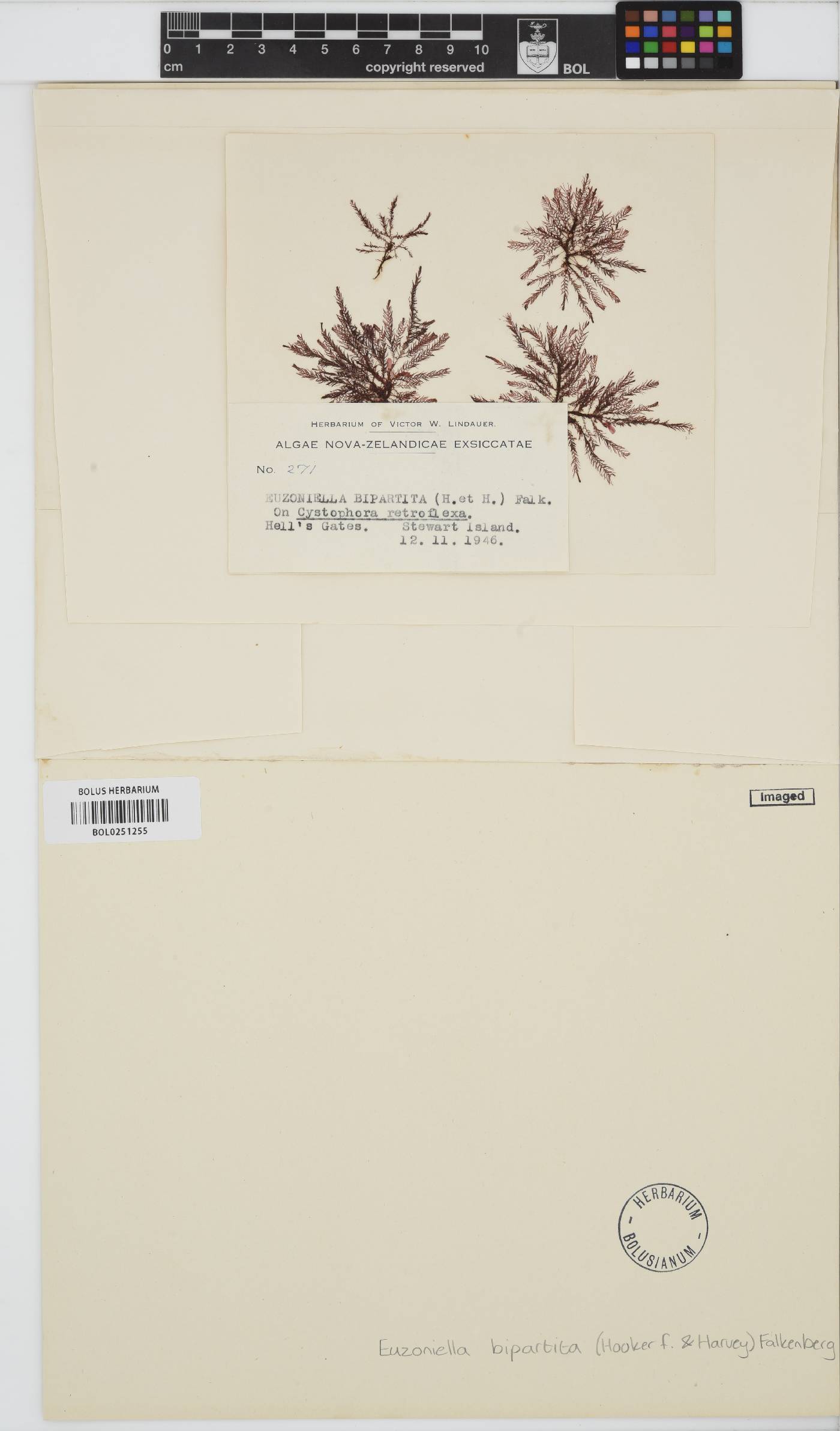 Dasyclonium bipartitum image