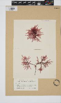 Image of Dasyclonium cuneifolium