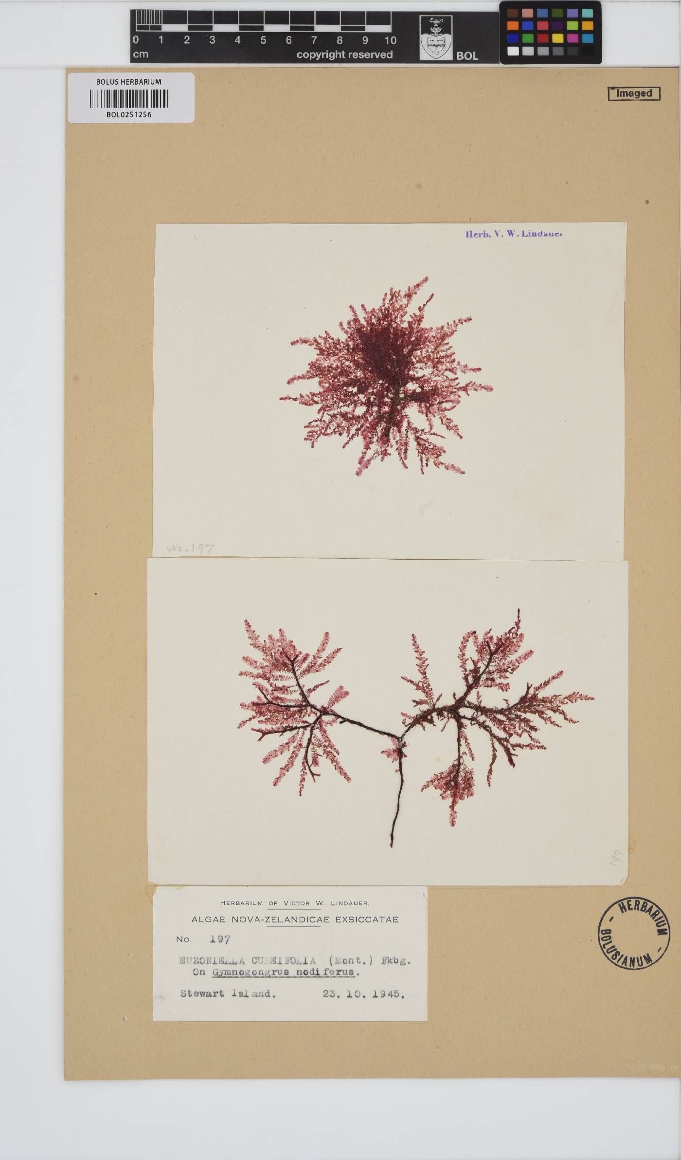 Dasyclonium cuneifolium image