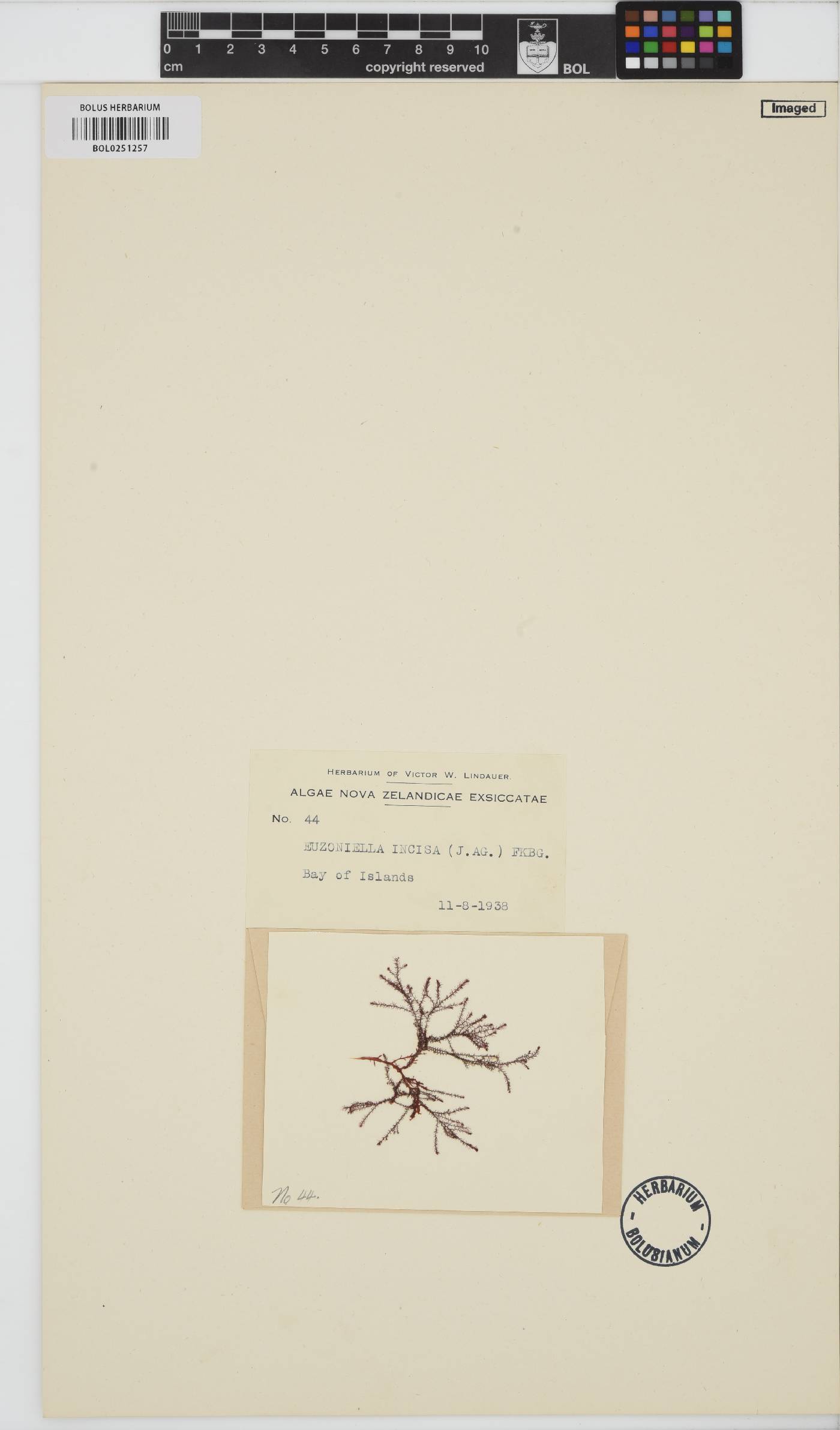 Dasyclonium image
