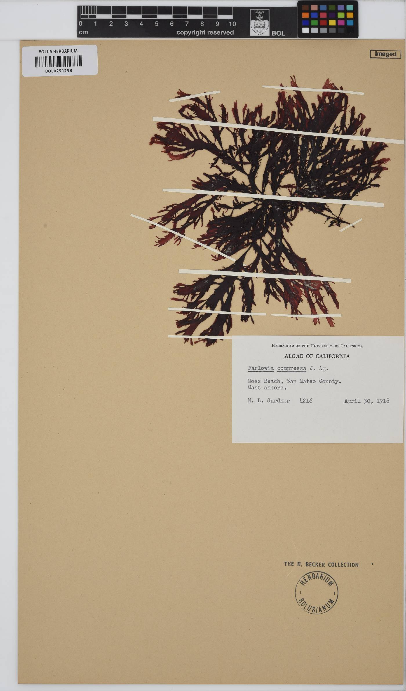 Farlowia mollis image
