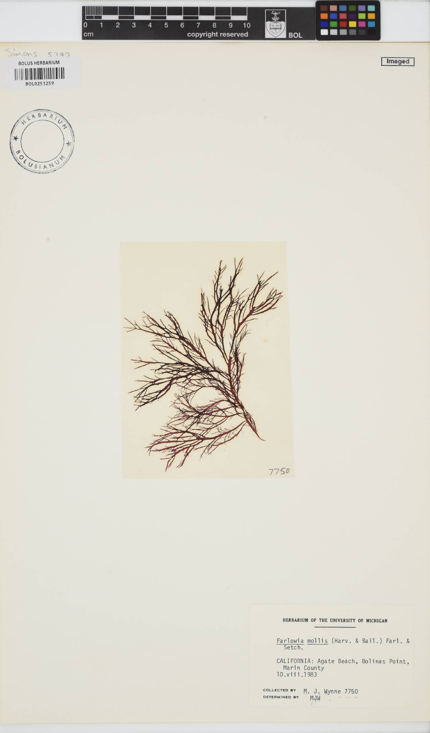 Farlowia mollis image