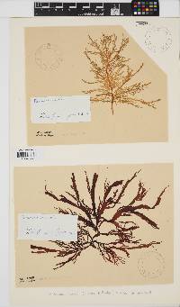 Farlowia mollis image