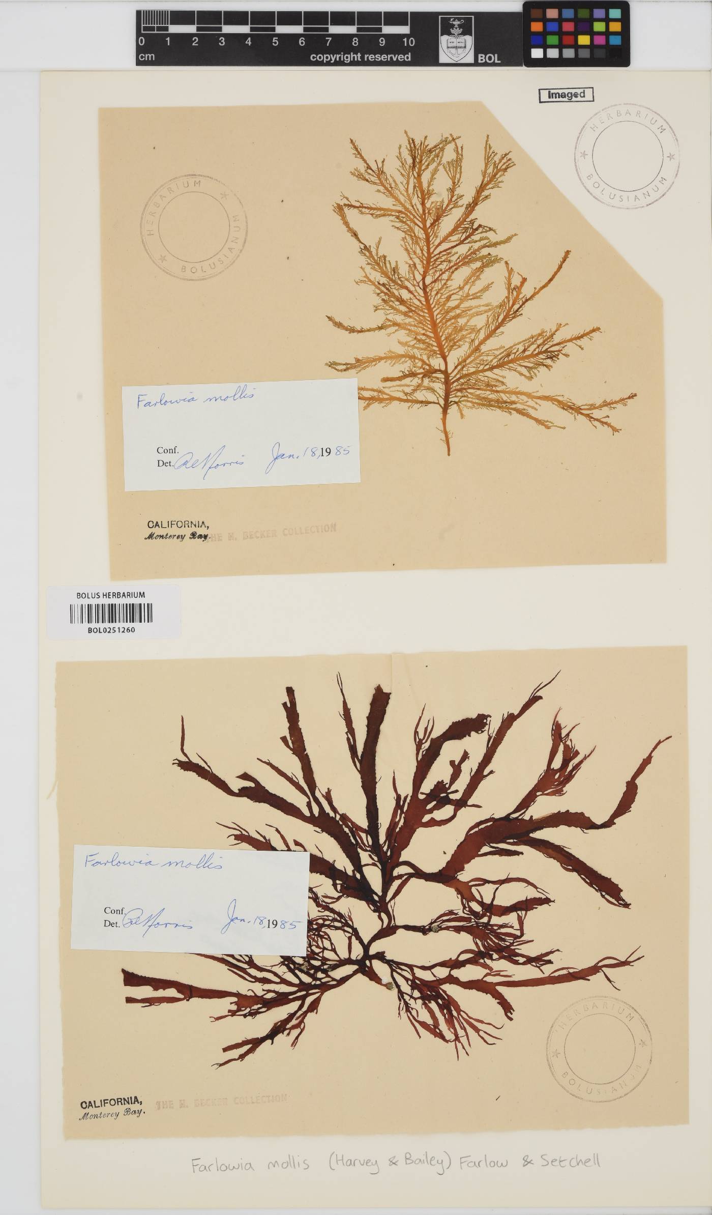 Farlowia mollis image