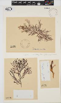 Farlowia mollis image