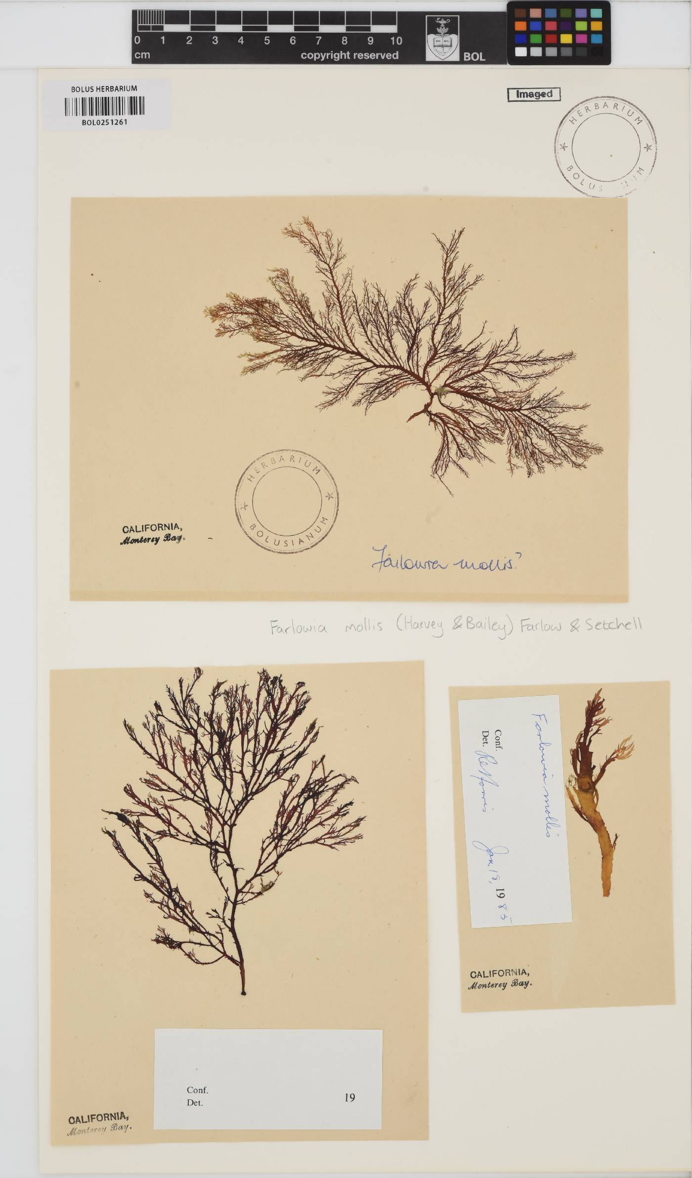 Dumontiaceae image