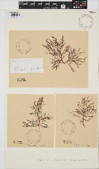 Farlowia mollis image