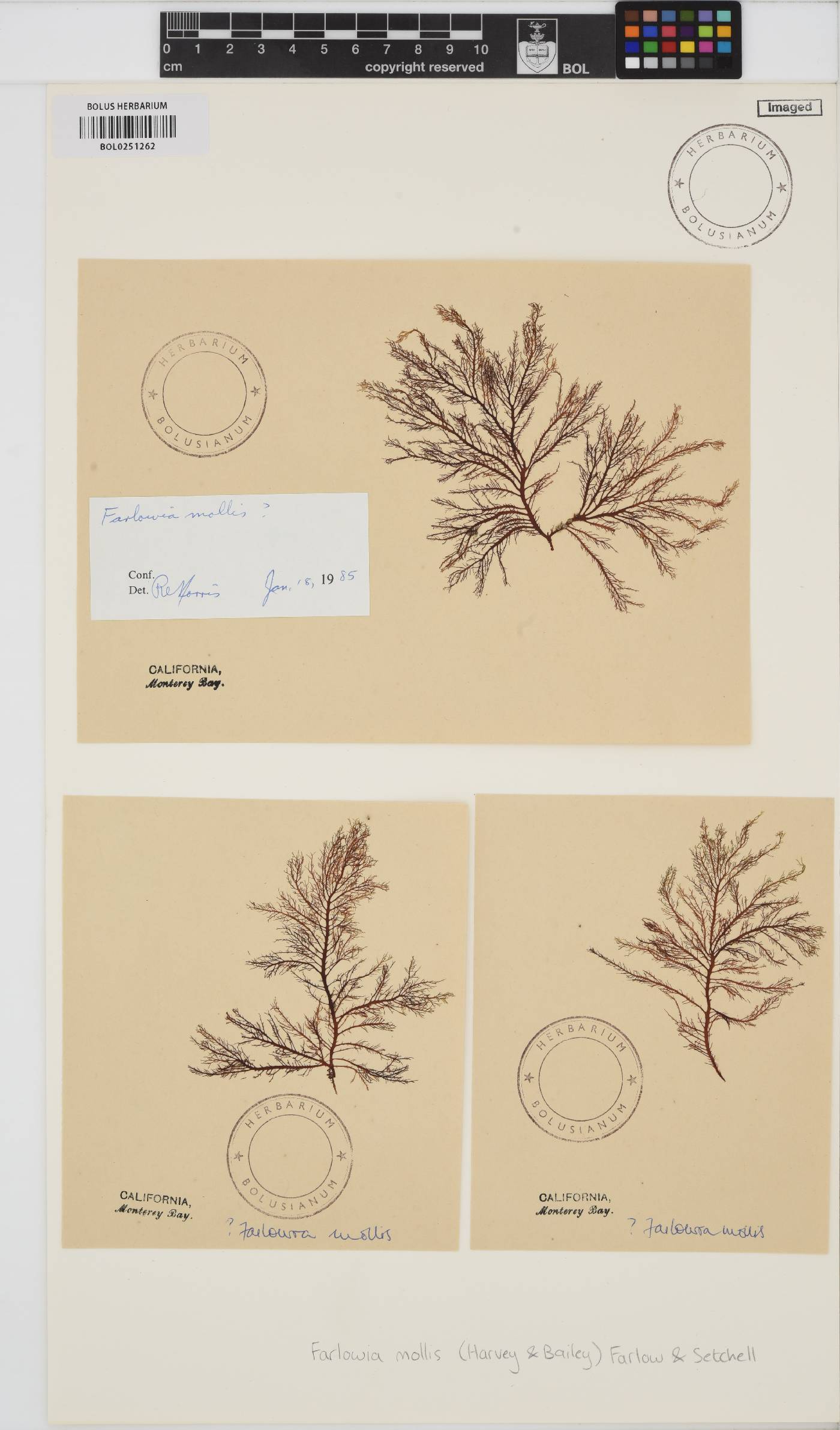 Farlowia image