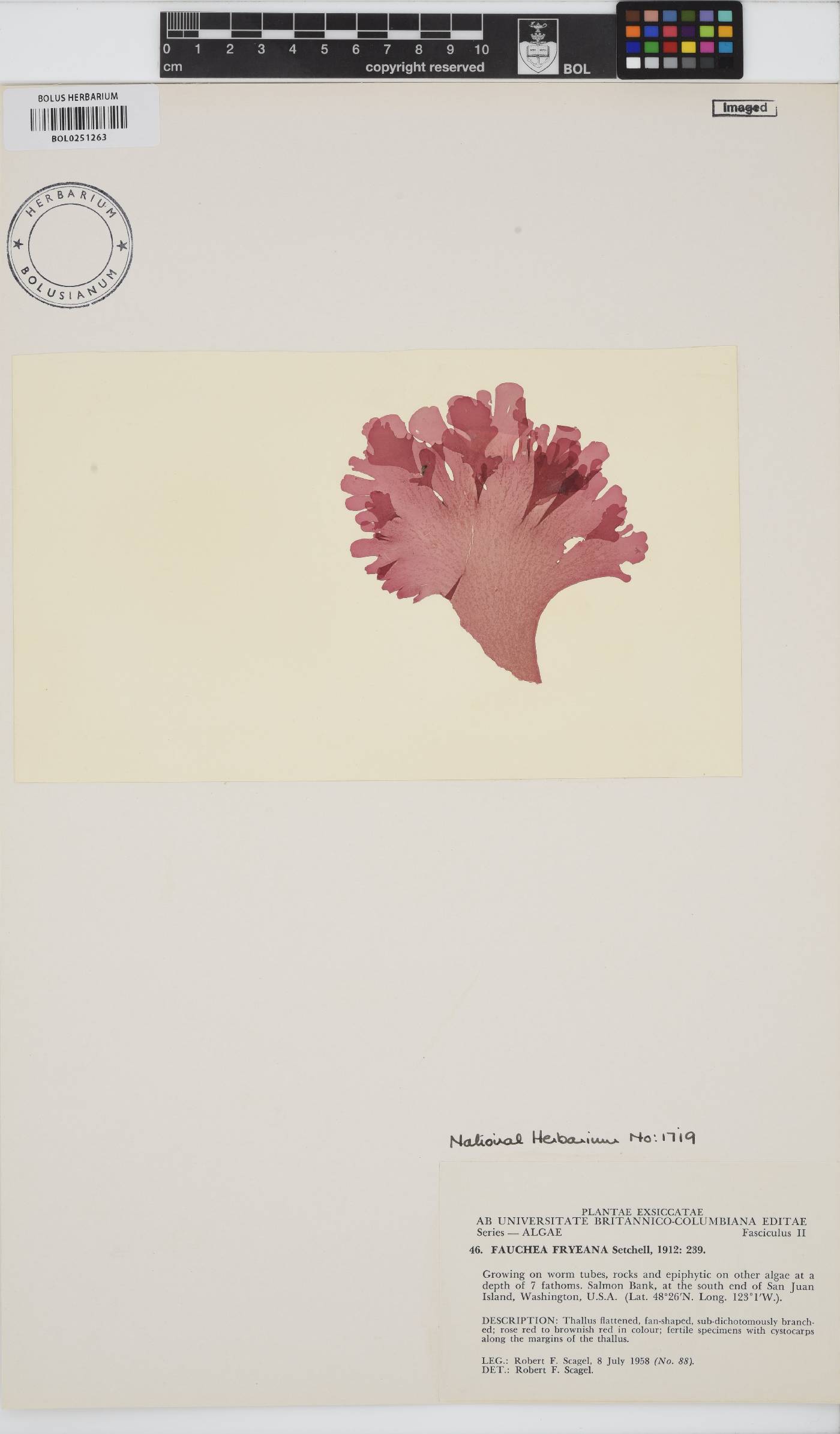 Gloiocladia fryeana image