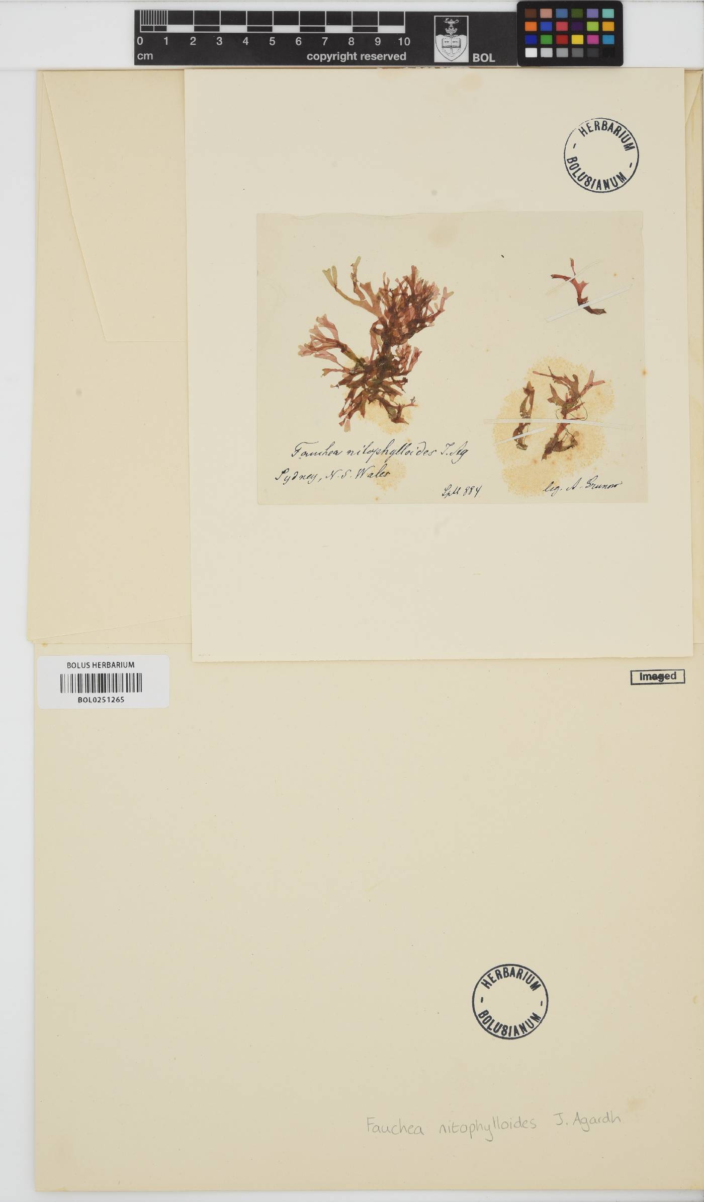 Leptofauchea nitophylloides image