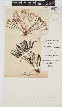 Image of Furcellaria lumbricalis