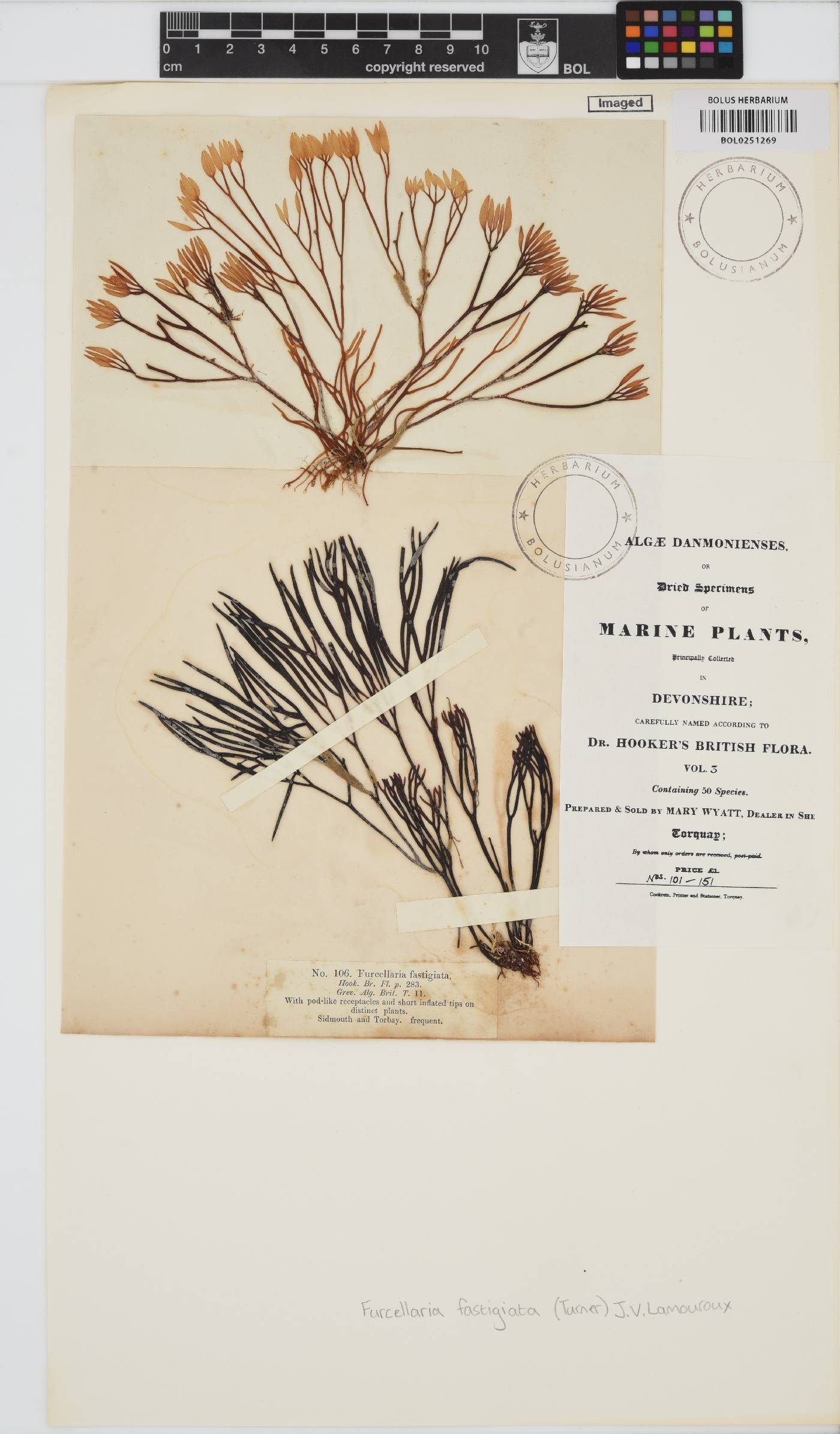 Furcellaria image