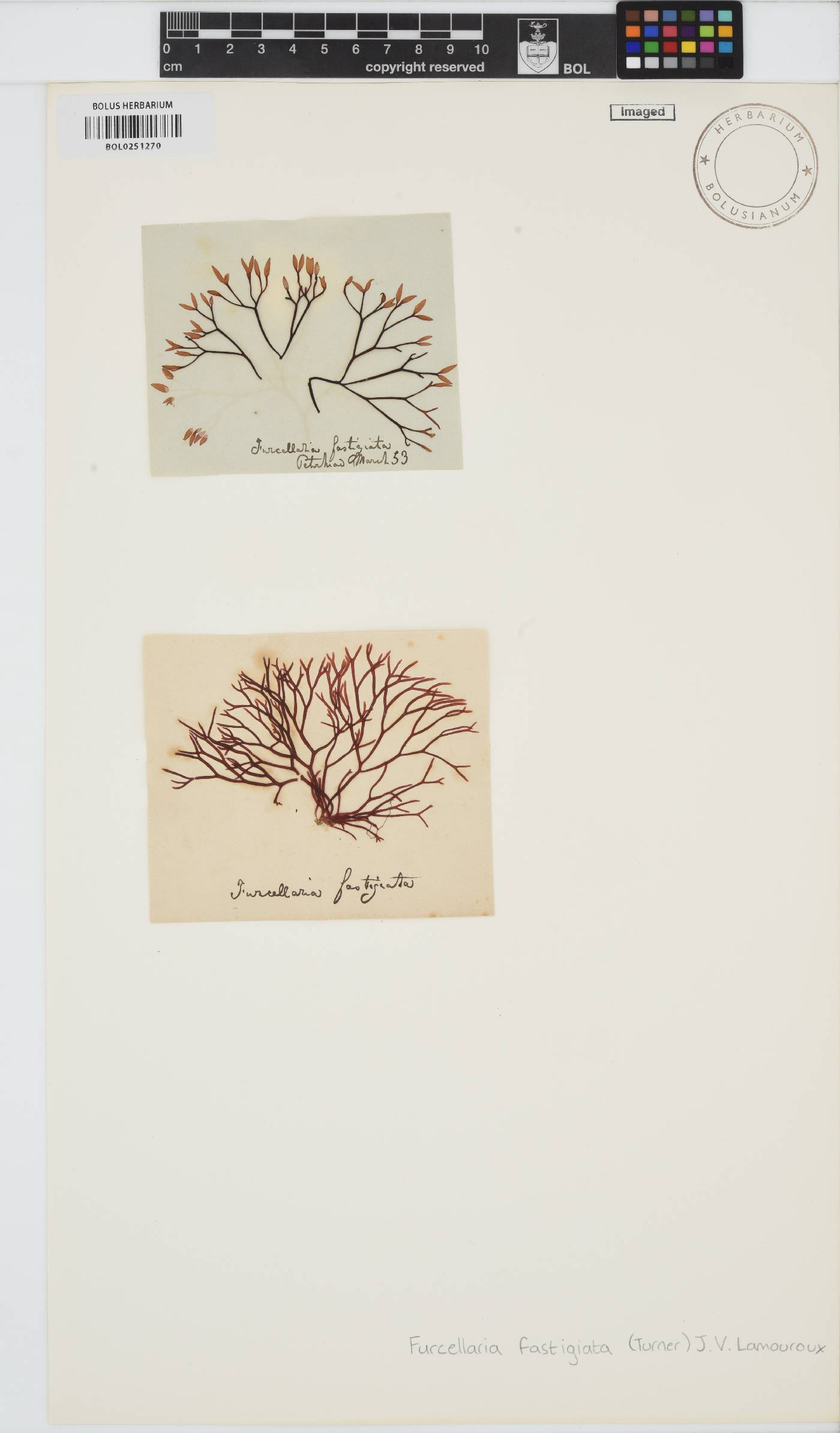 Furcellaria lumbricalis image
