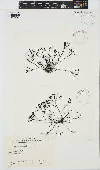 Furcellaria lumbricalis image