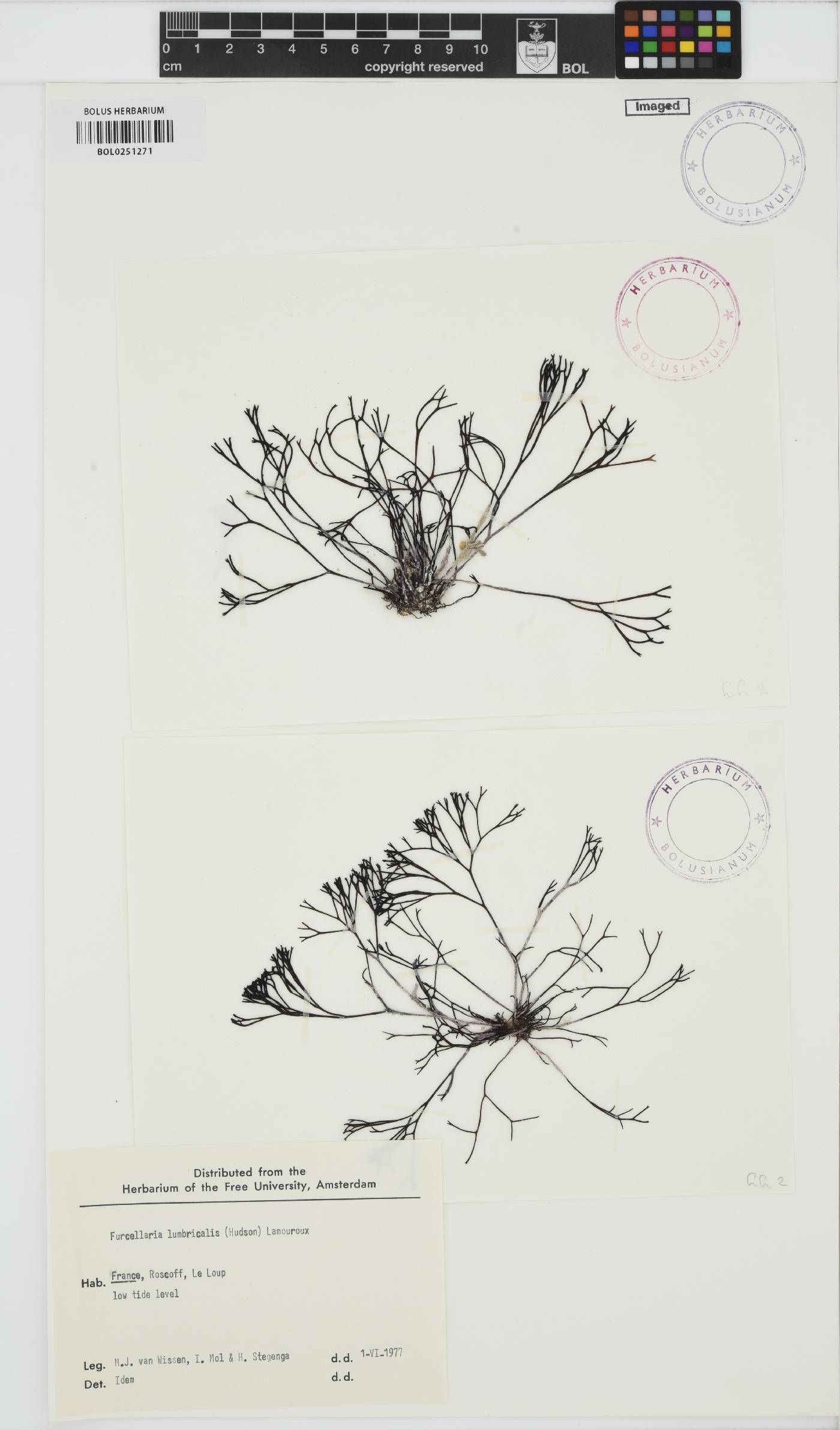 Furcellaria lumbricalis image