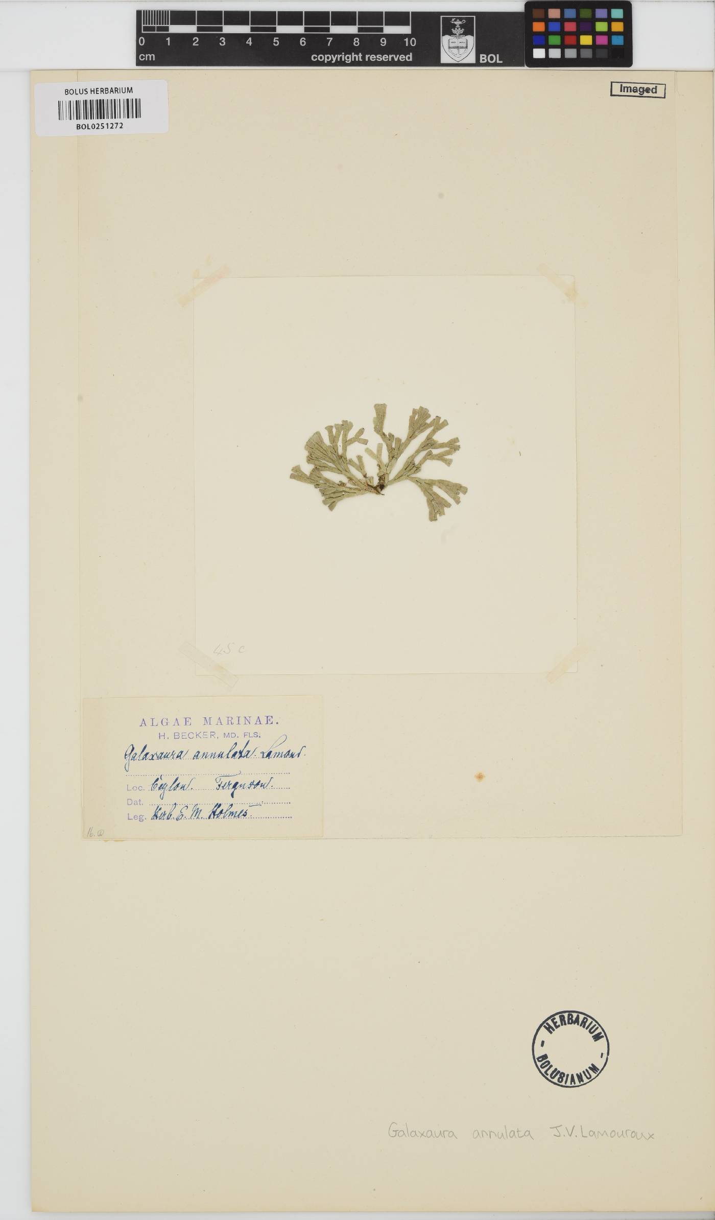 Galaxaura rugosa image