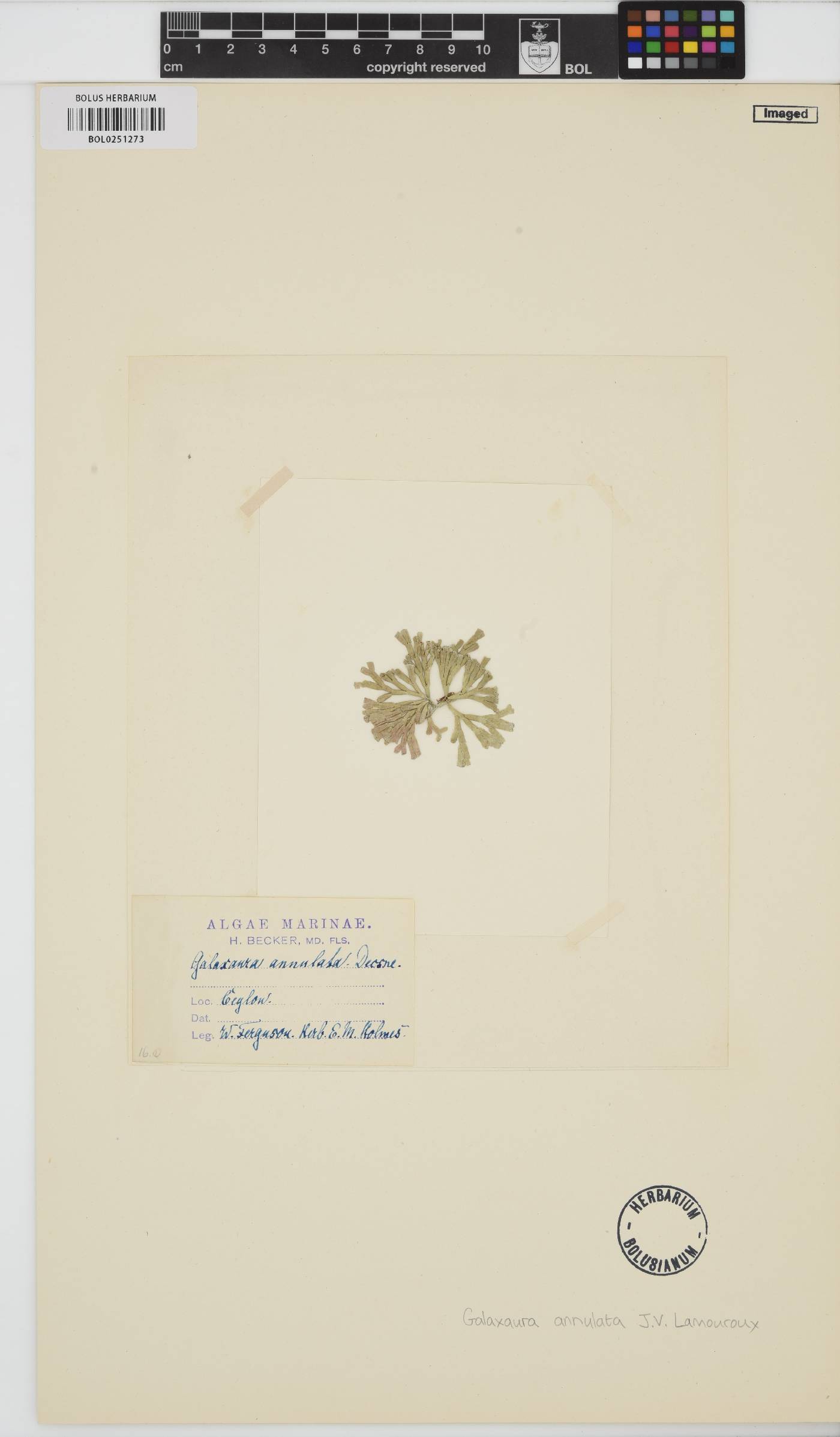 Galaxaura rugosa image