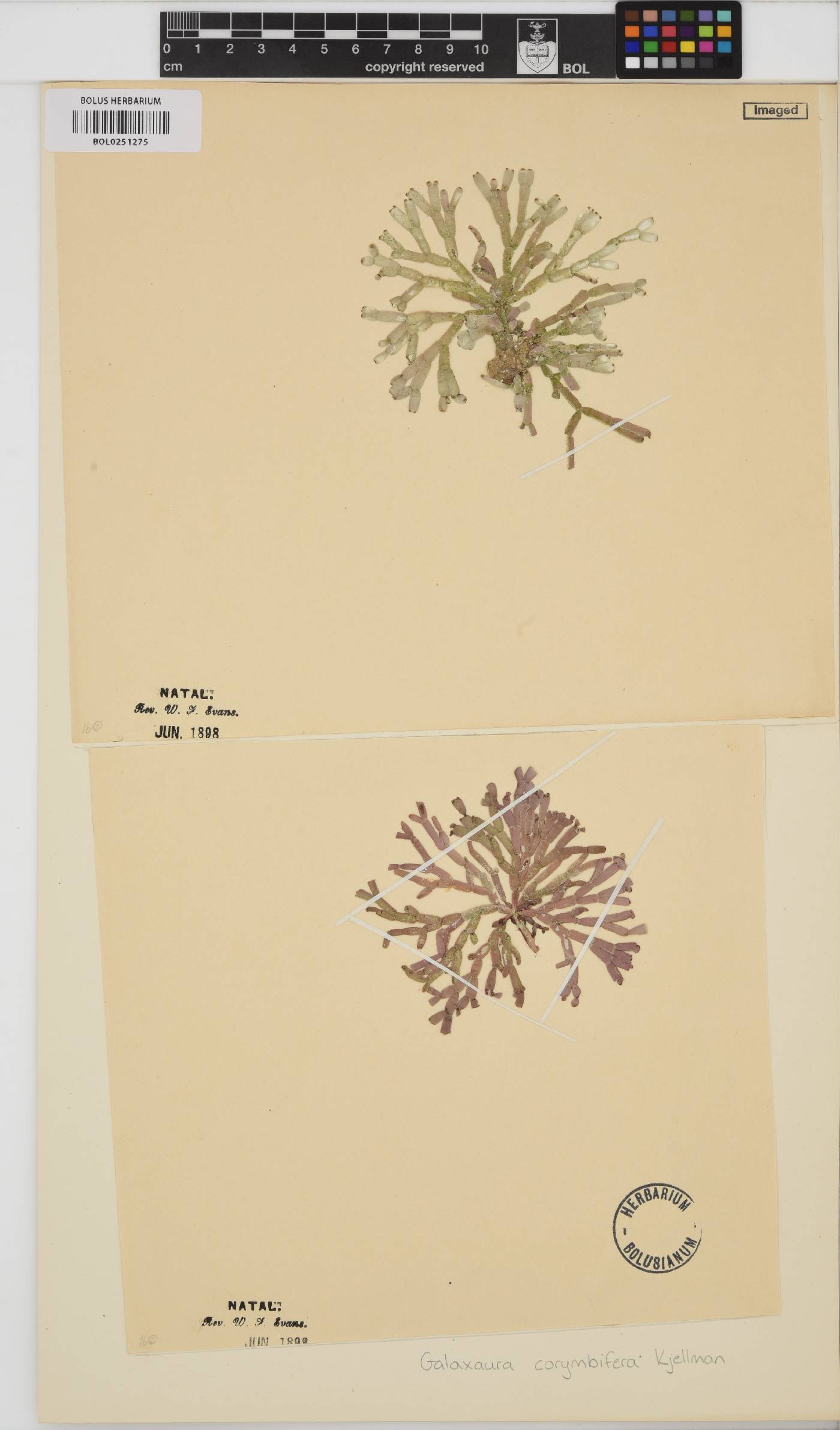 Dichotomaria obtusata image