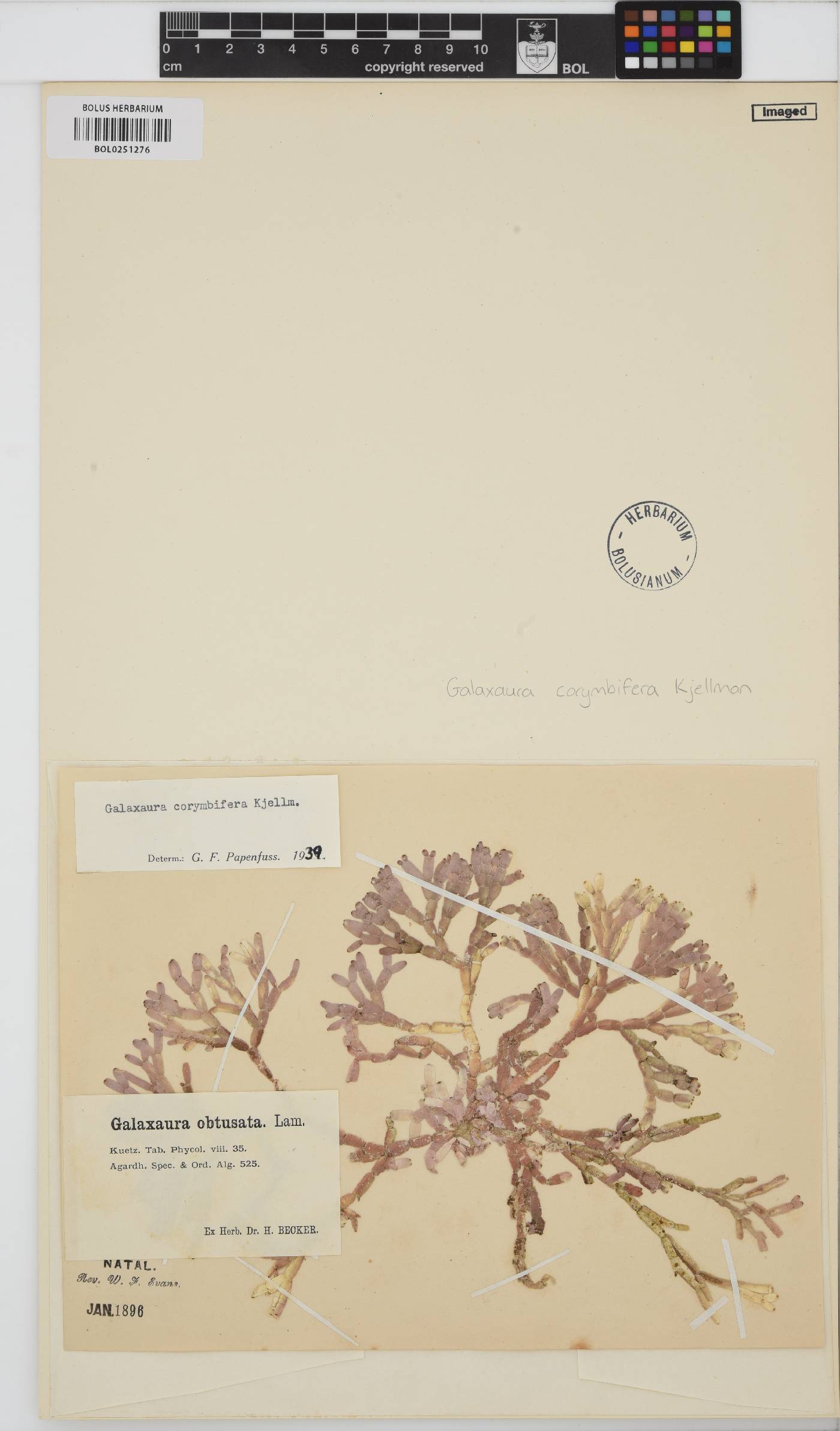 Dichotomaria obtusata image