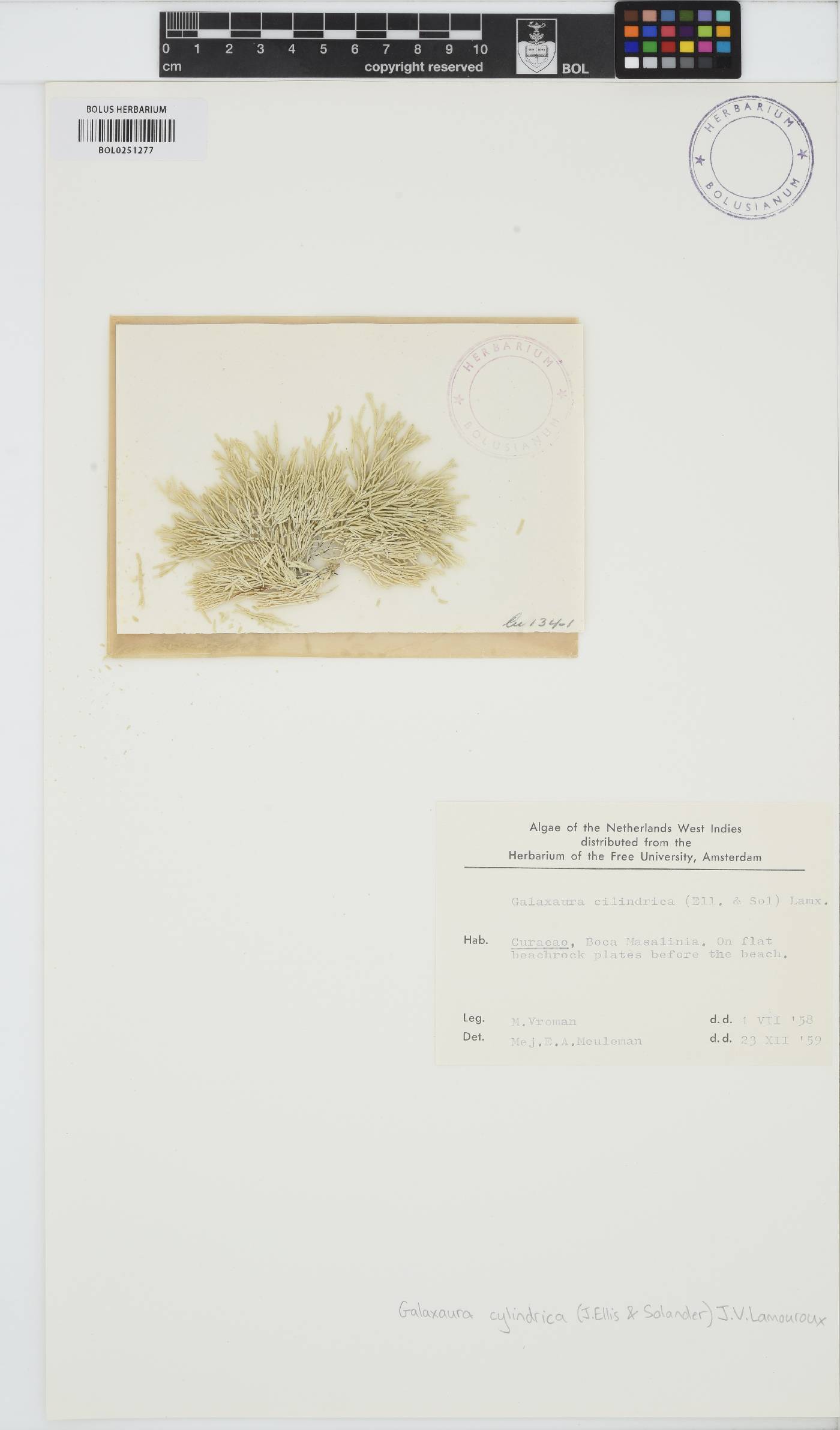 Tricleocarpa cylindrica image