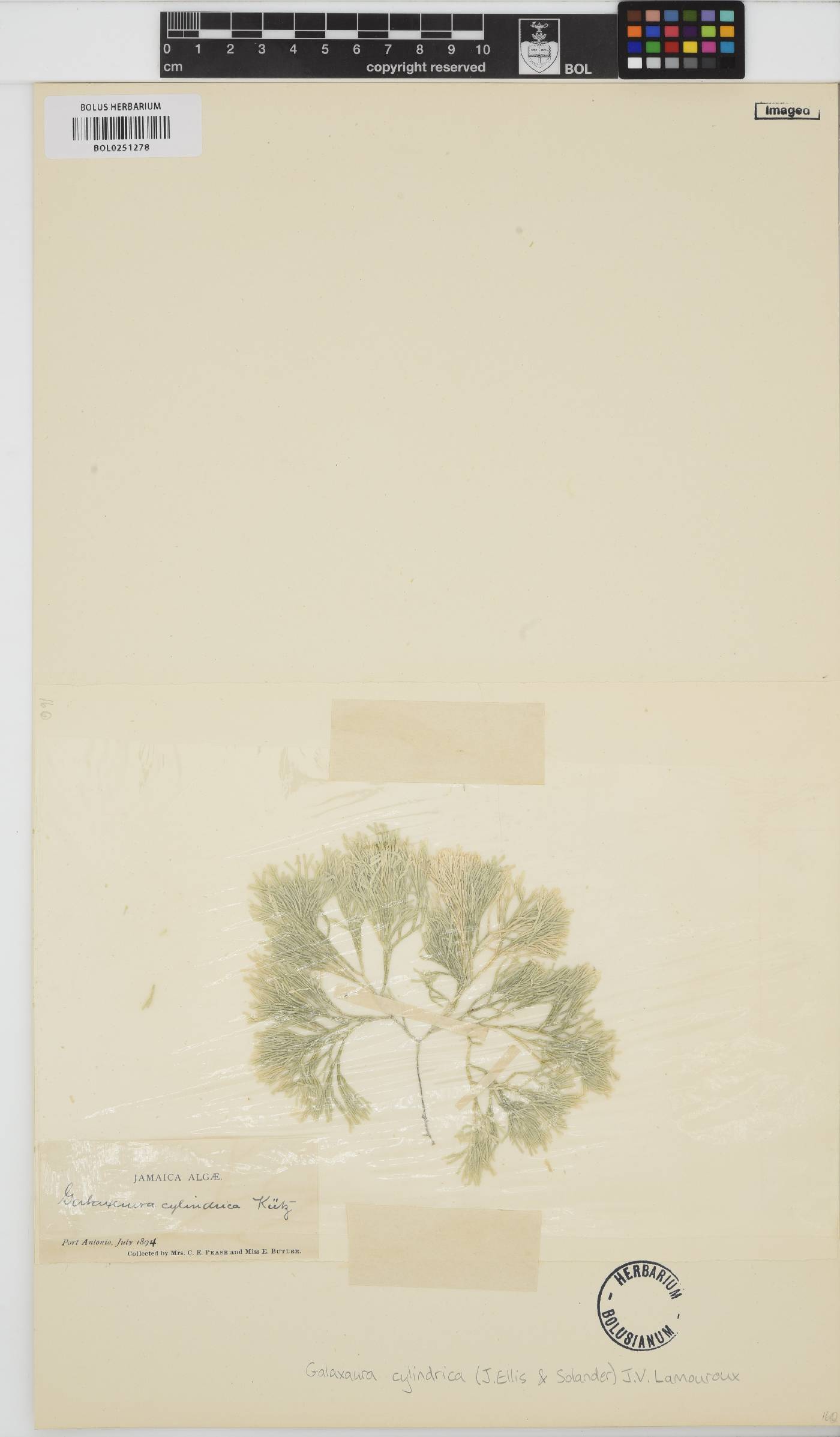 Tricleocarpa cylindrica image