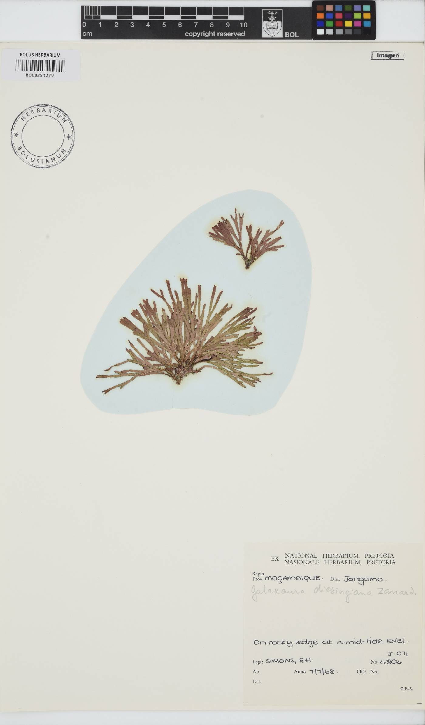 Dichotomaria diesingiana image