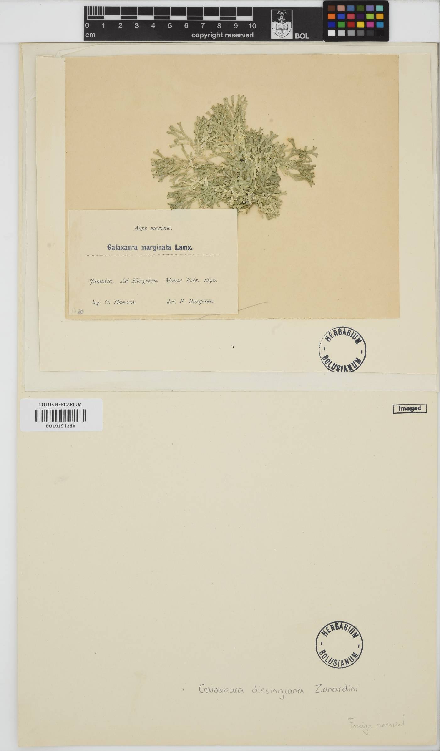 Dichotomaria diesingiana image
