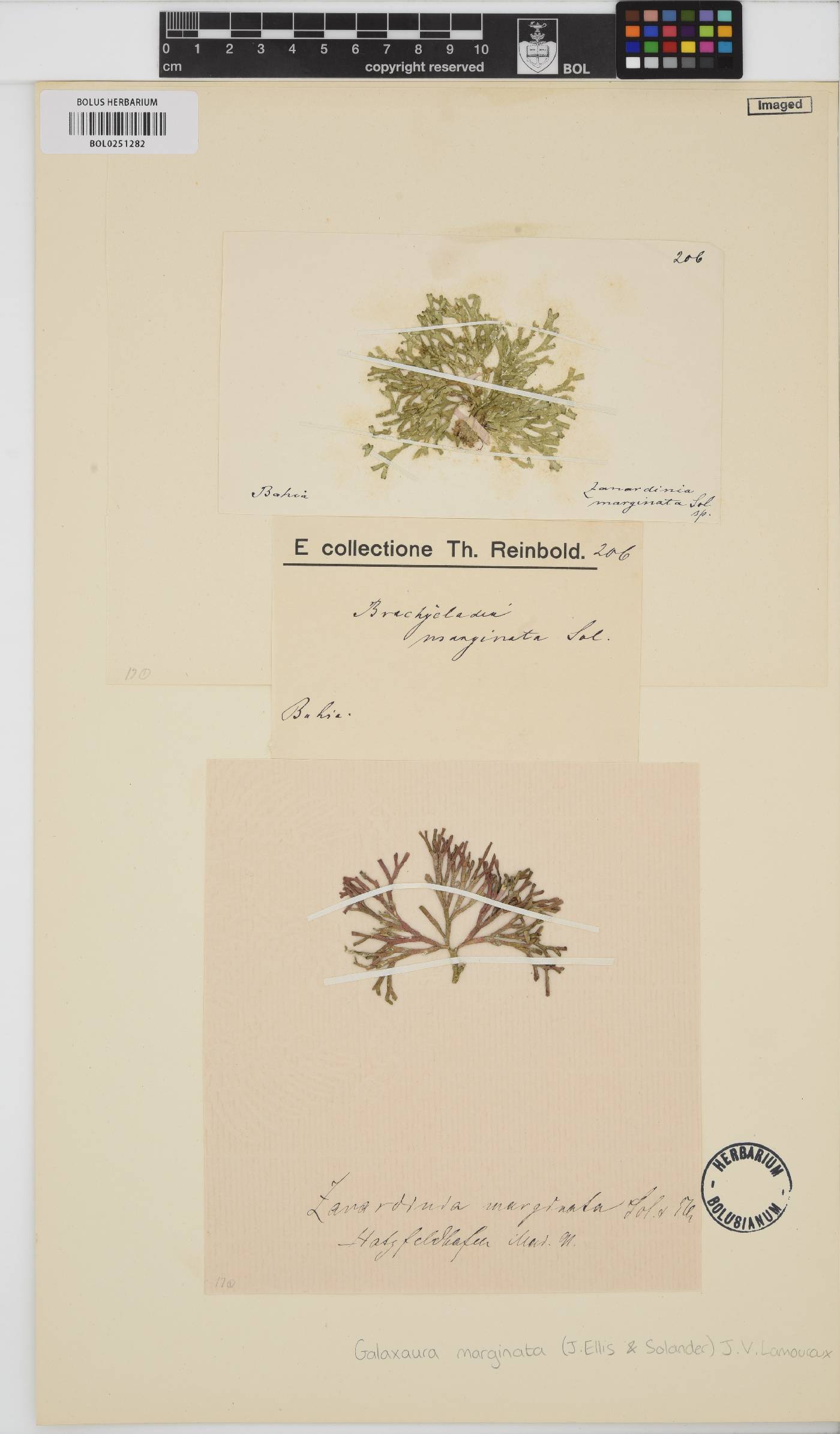 Dichotomaria marginata image