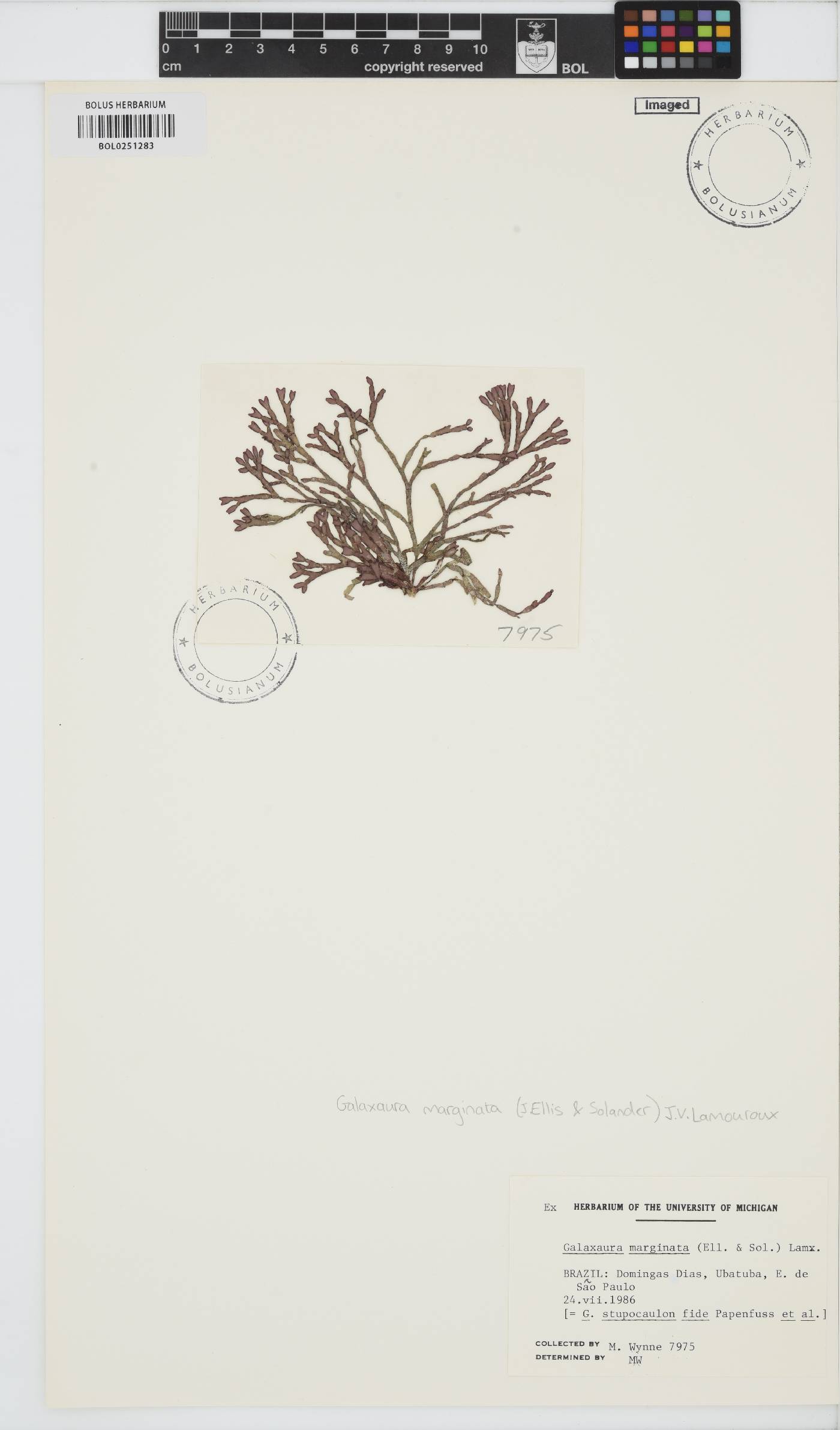 Dichotomaria marginata image