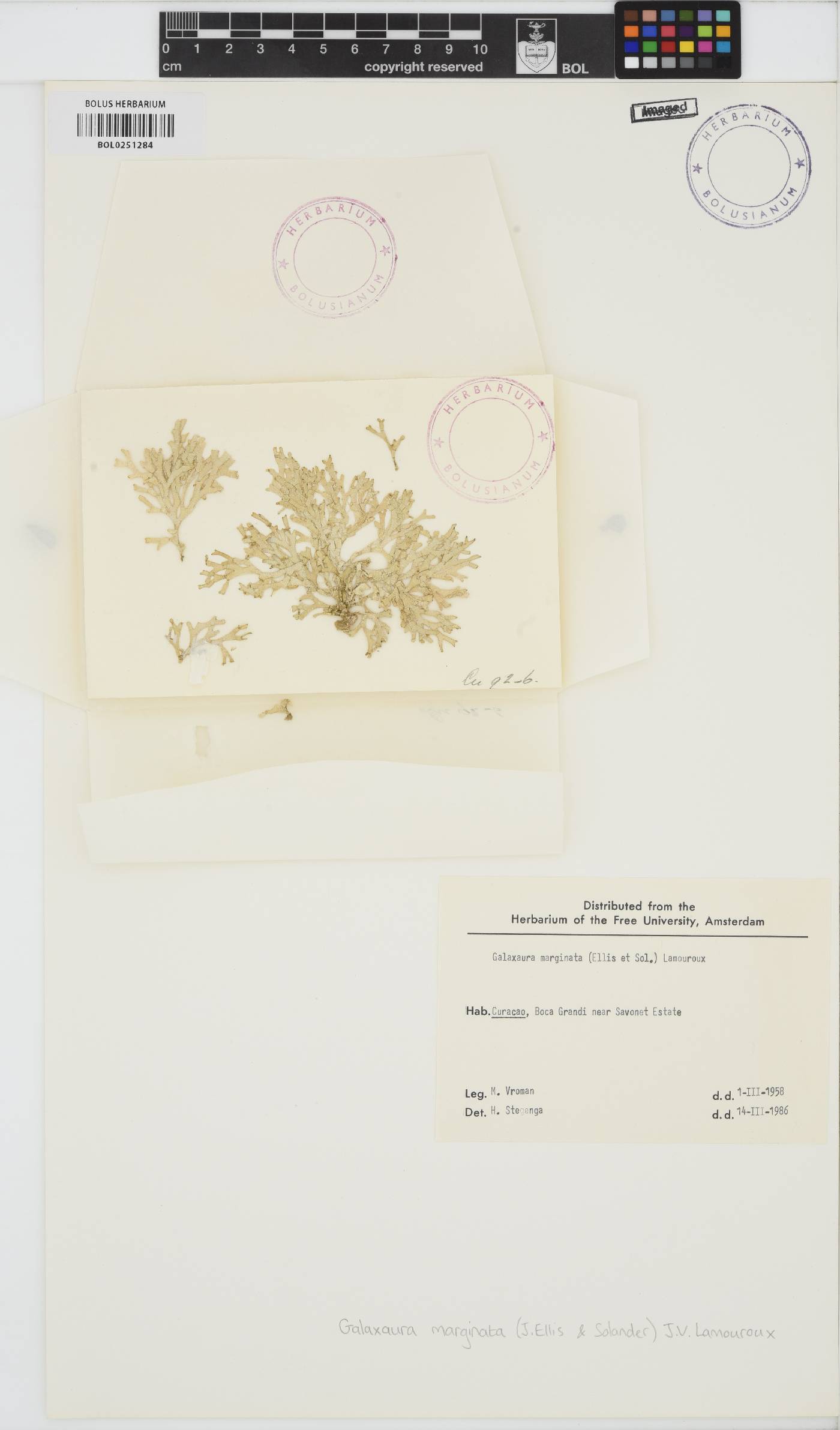 Dichotomaria marginata image