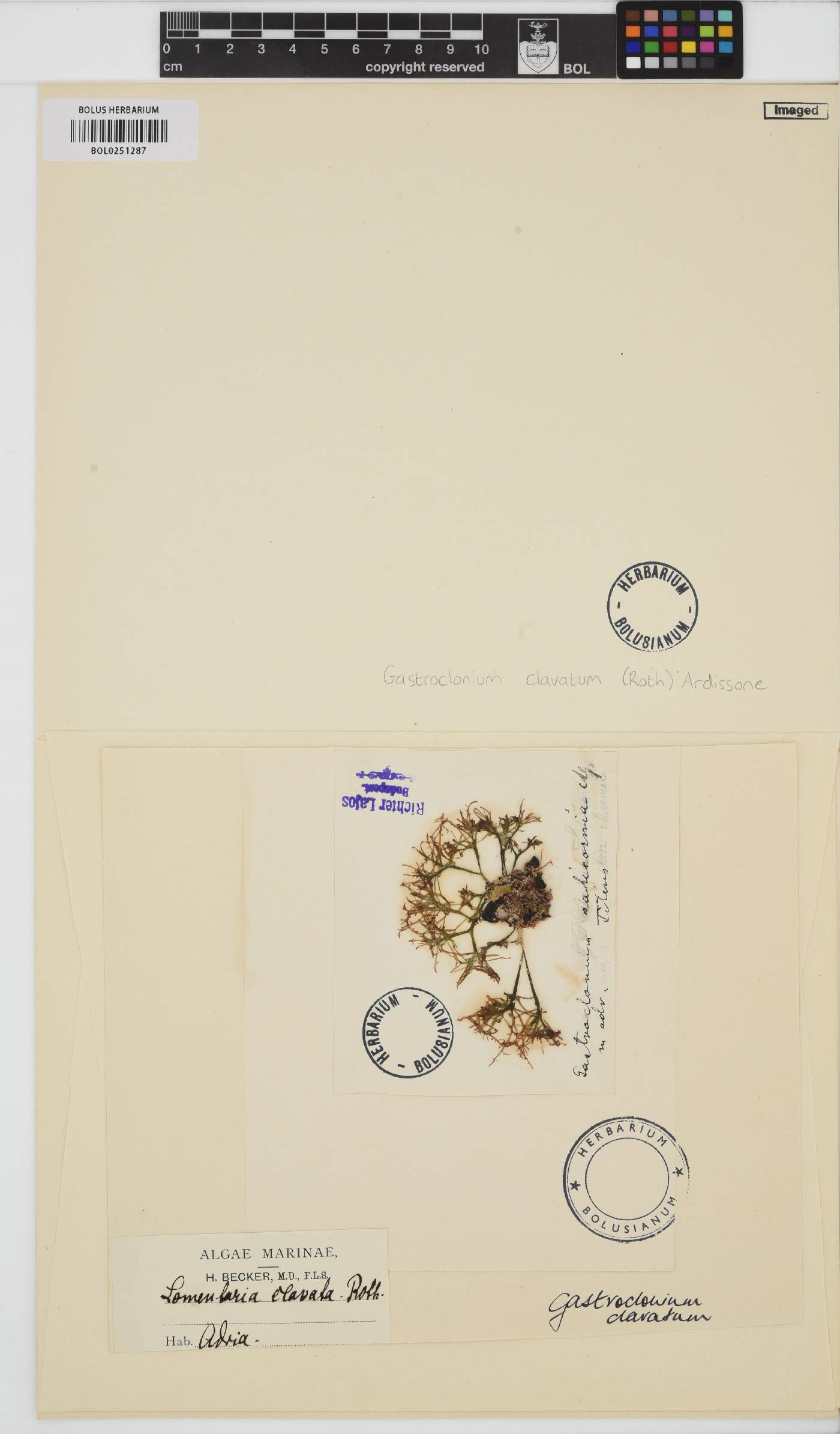 Gastroclonium clavatum image
