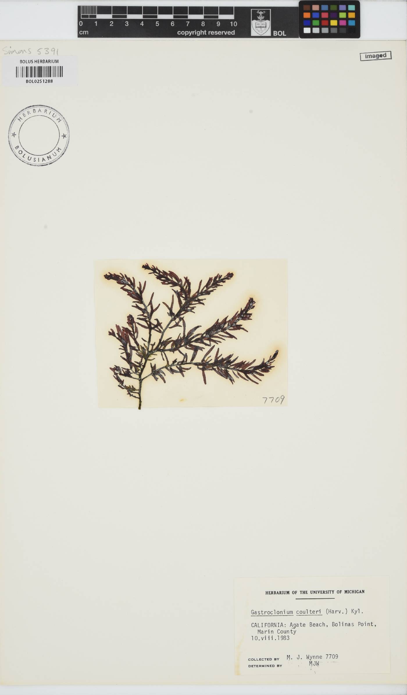 Neogastroclonium subarticulatum image