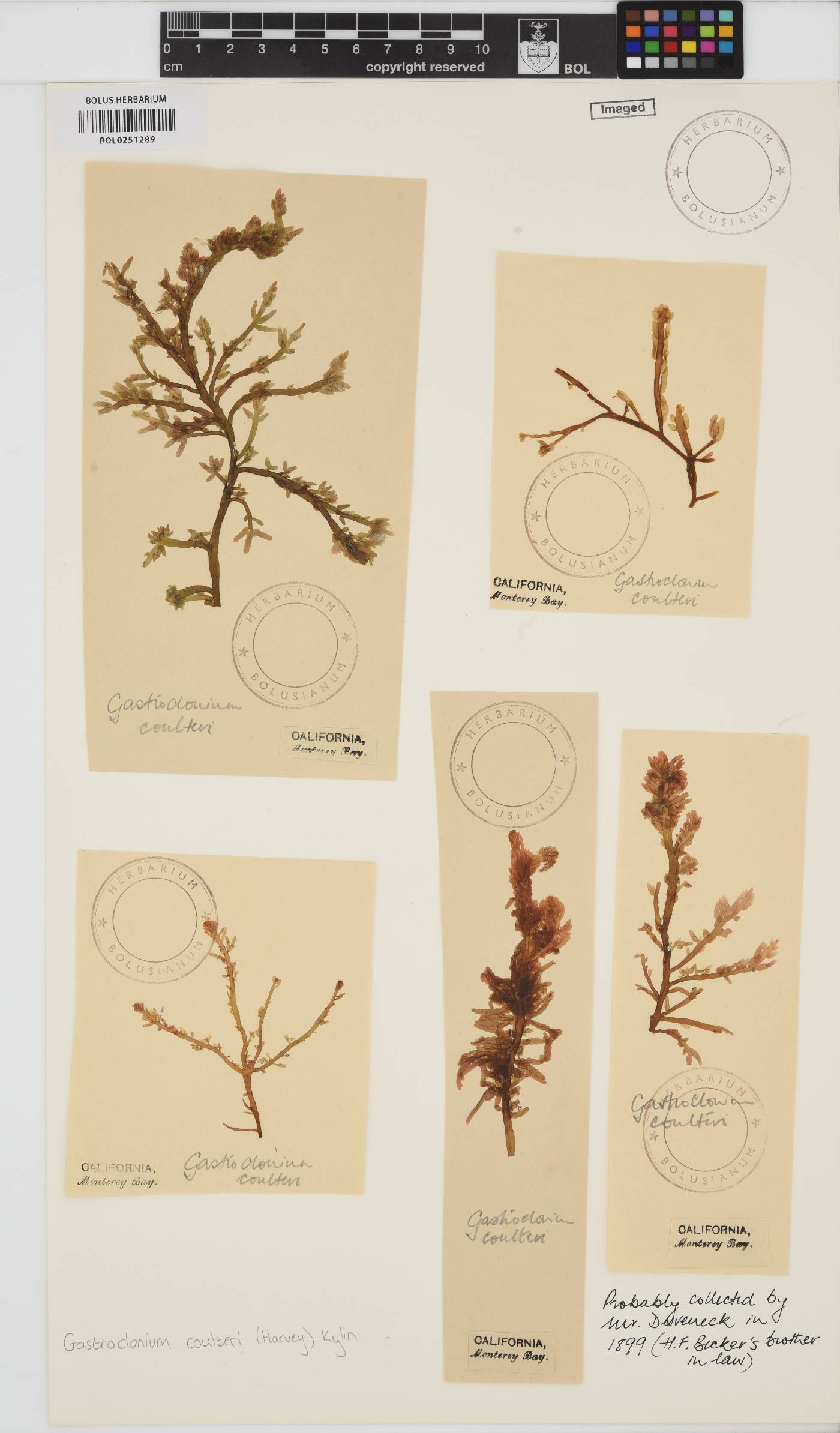 Neogastroclonium subarticulatum image