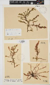 Neogastroclonium subarticulatum image