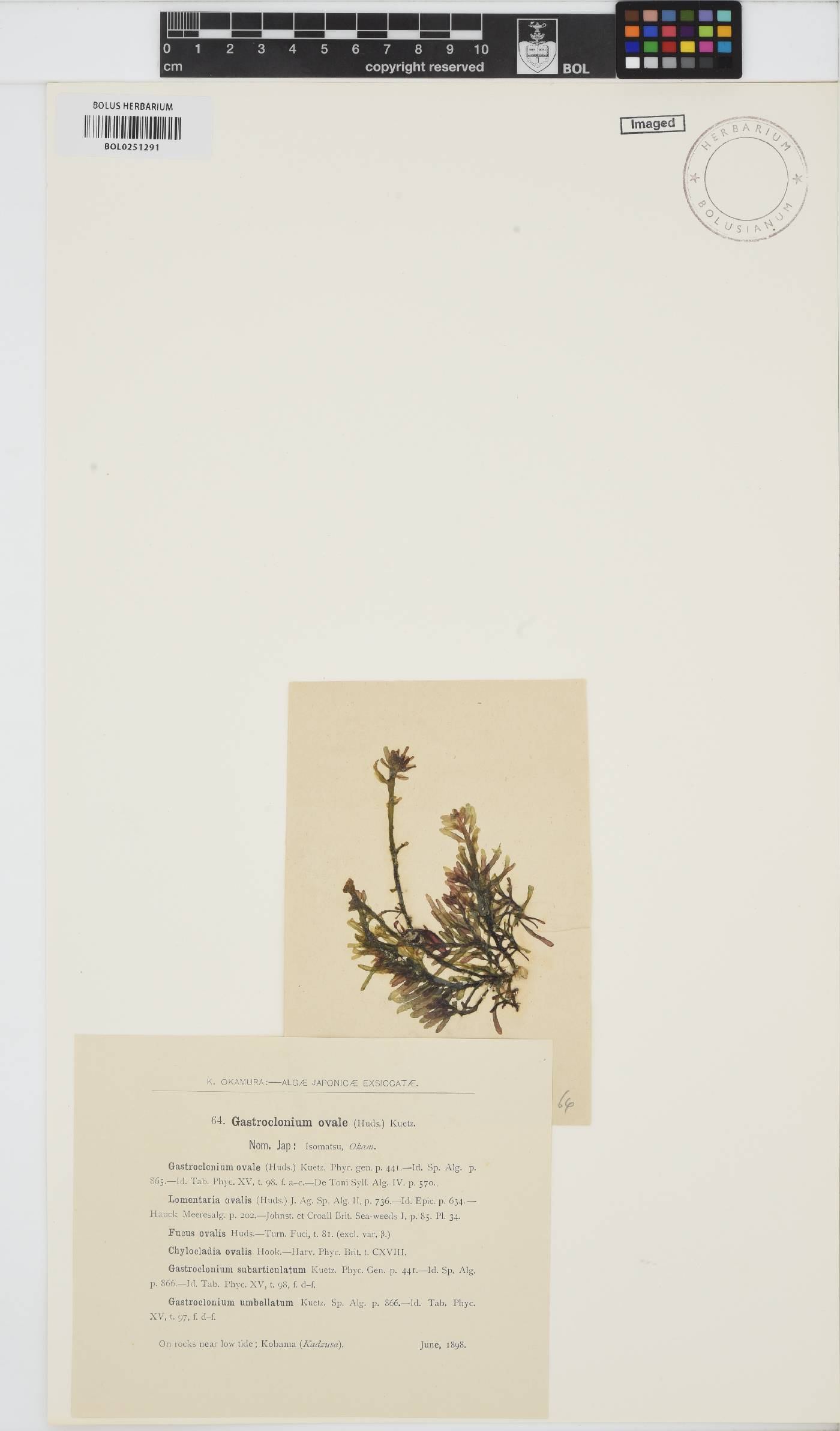 Gastroclonium ovatum image