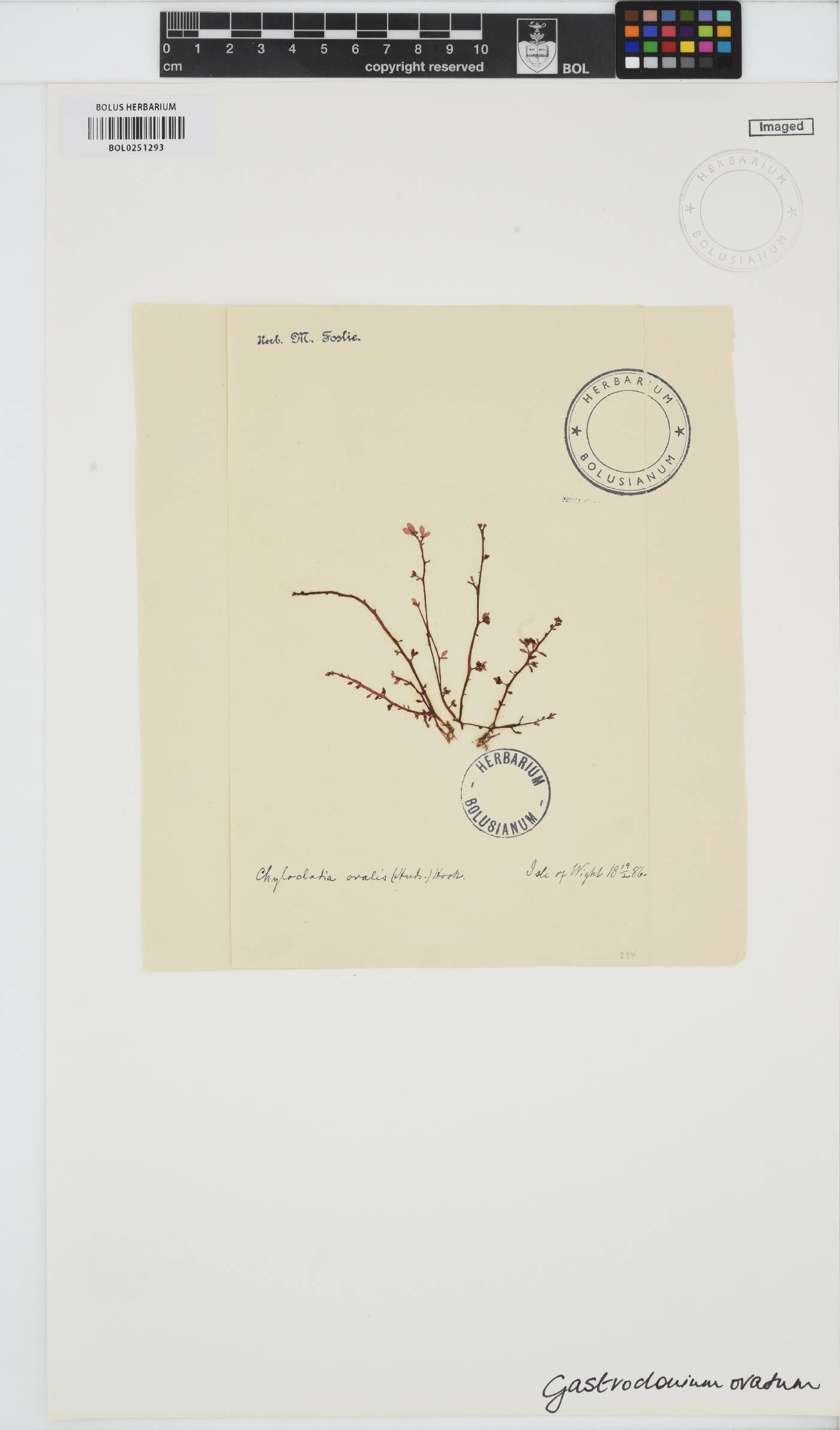 Gastroclonium ovatum image