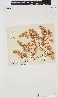 Gastroclonium ovatum image