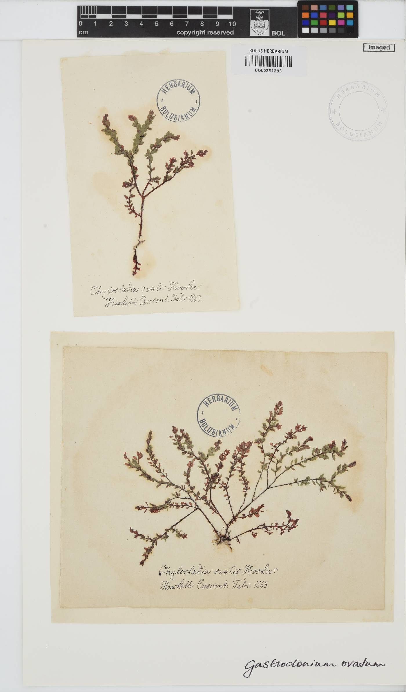 Gastroclonium image