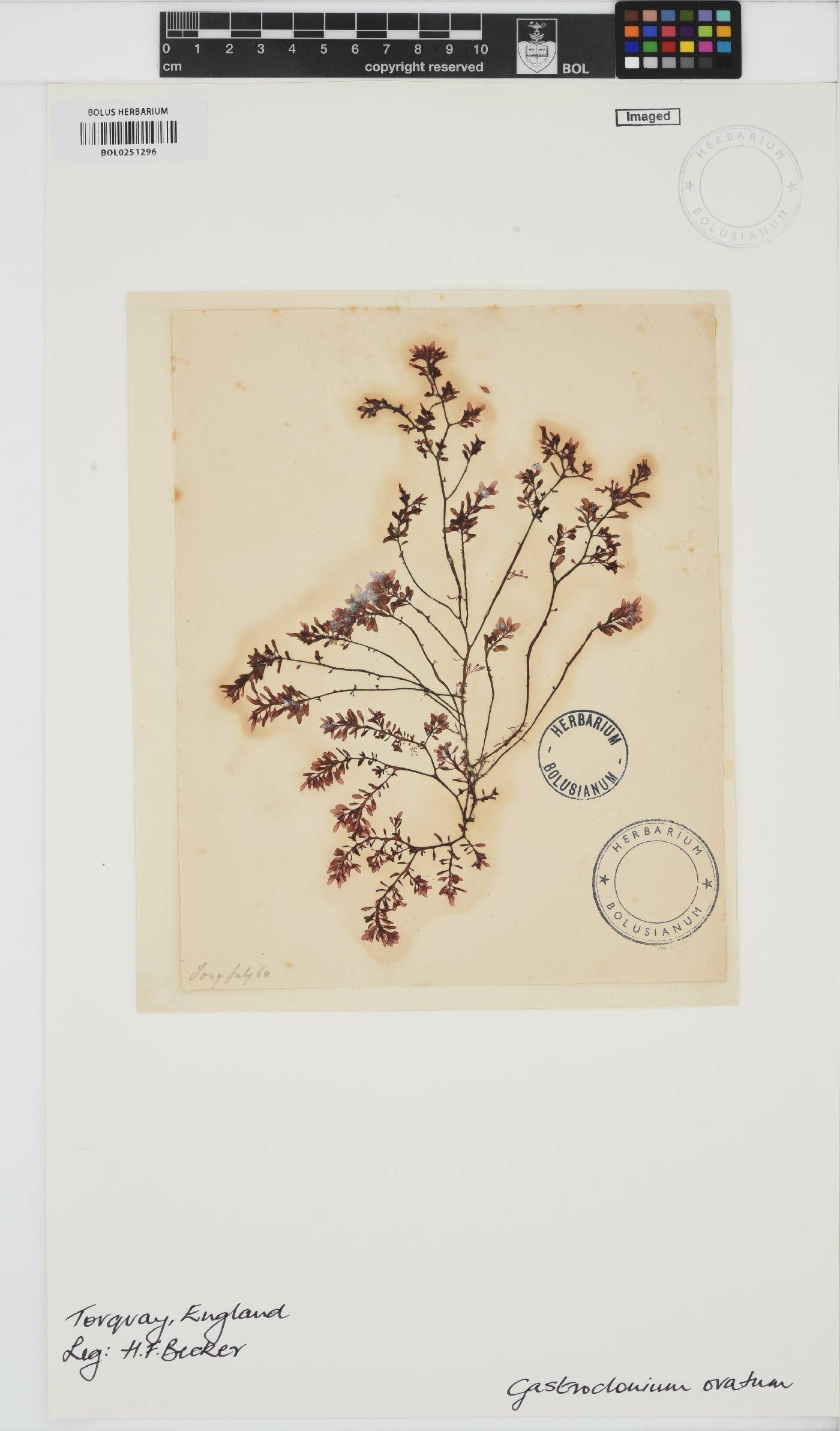Gastroclonium ovatum image