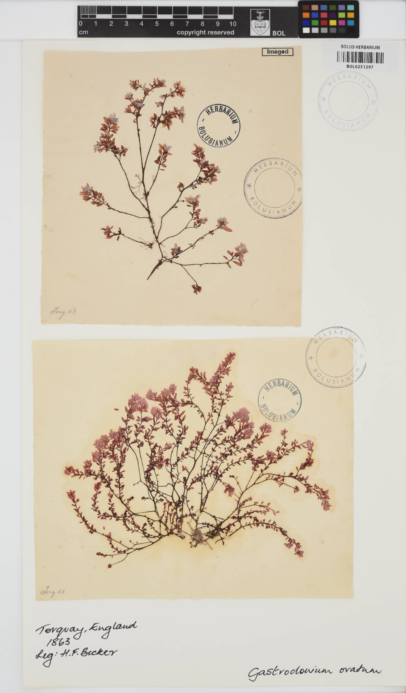 Gastroclonium ovatum image