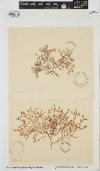 Gastroclonium ovatum image