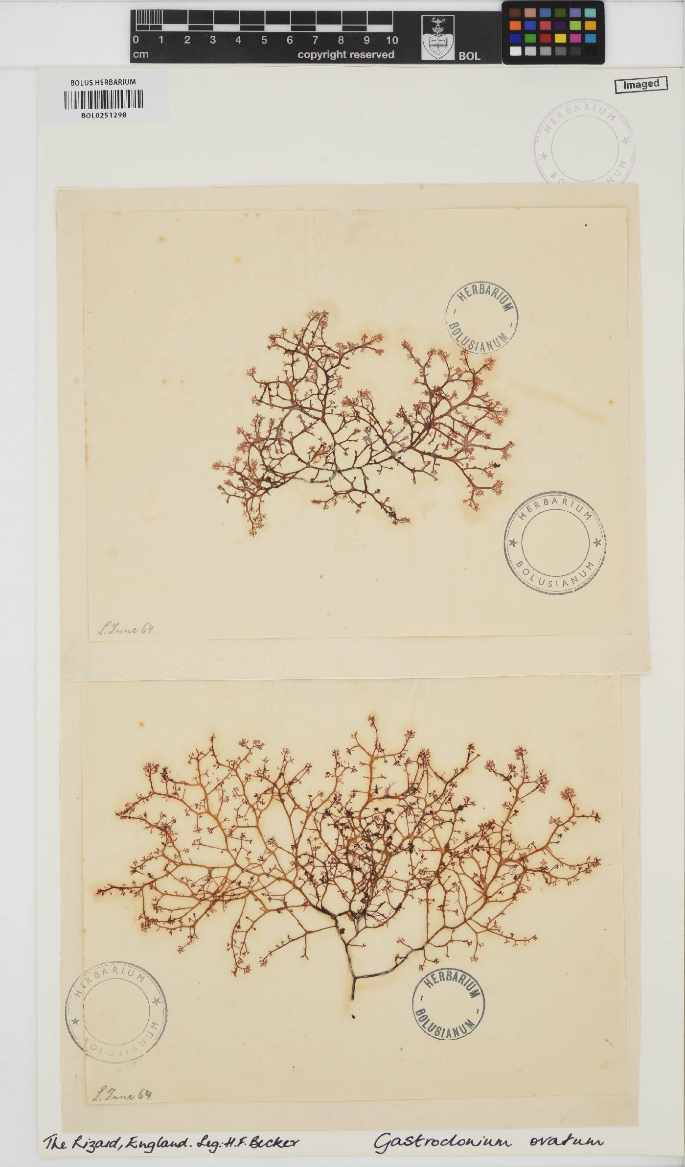 Gastroclonium ovatum image