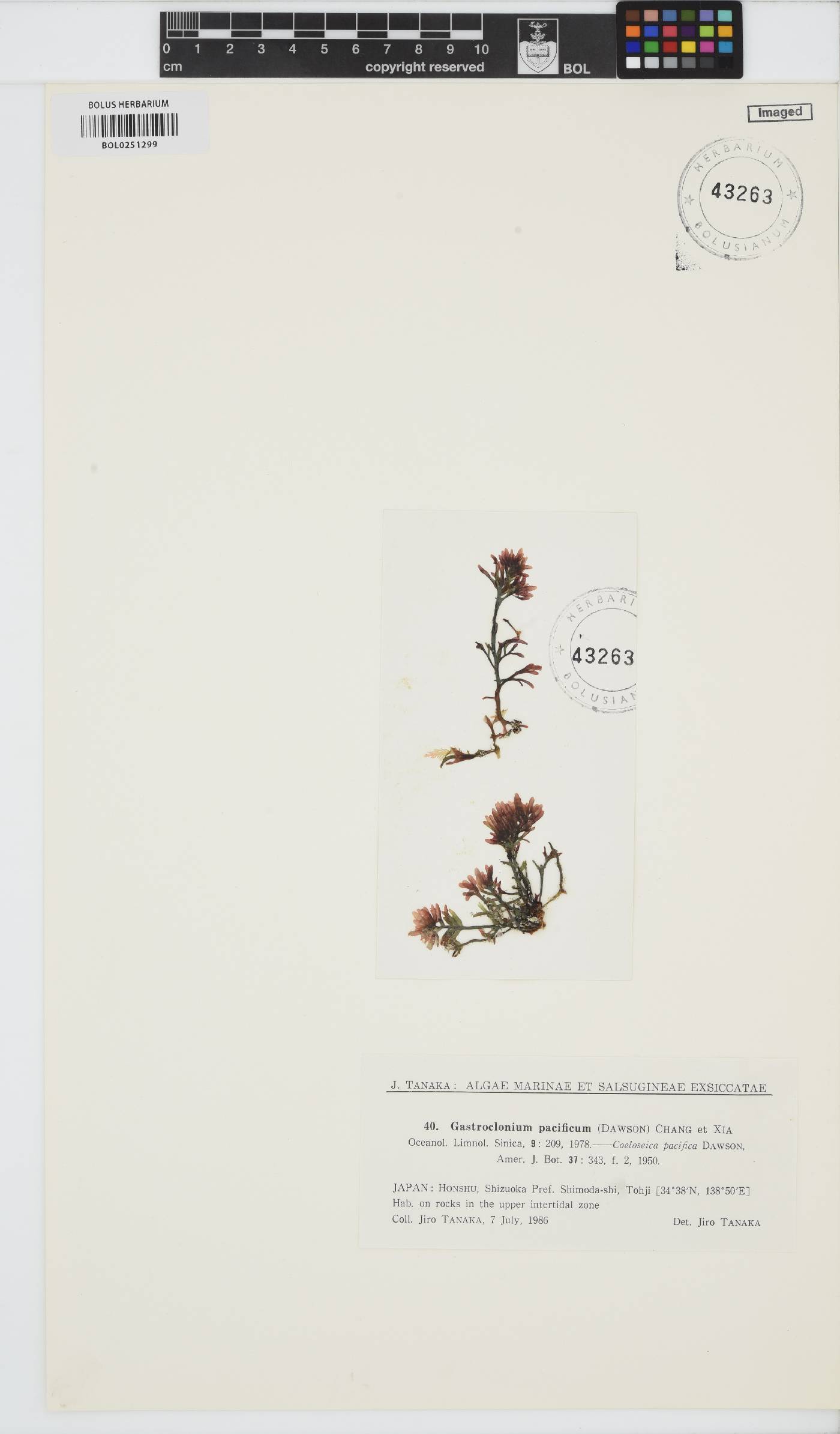 Gastroclonium pacificum image