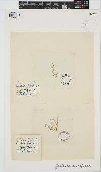 Gastroclonium reflexum image