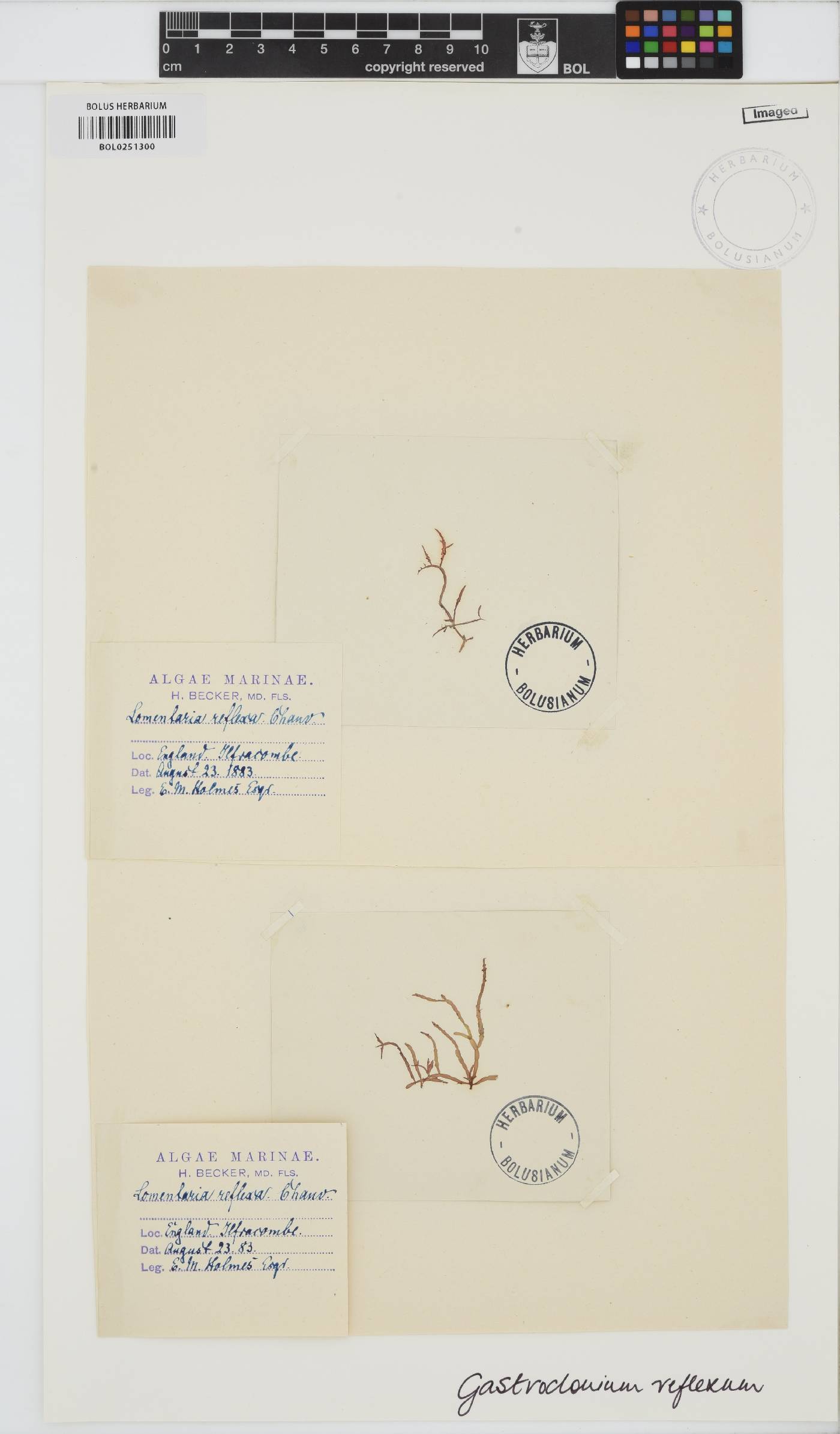 Gastroclonium reflexum image