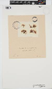 Gastroclonium reflexum image